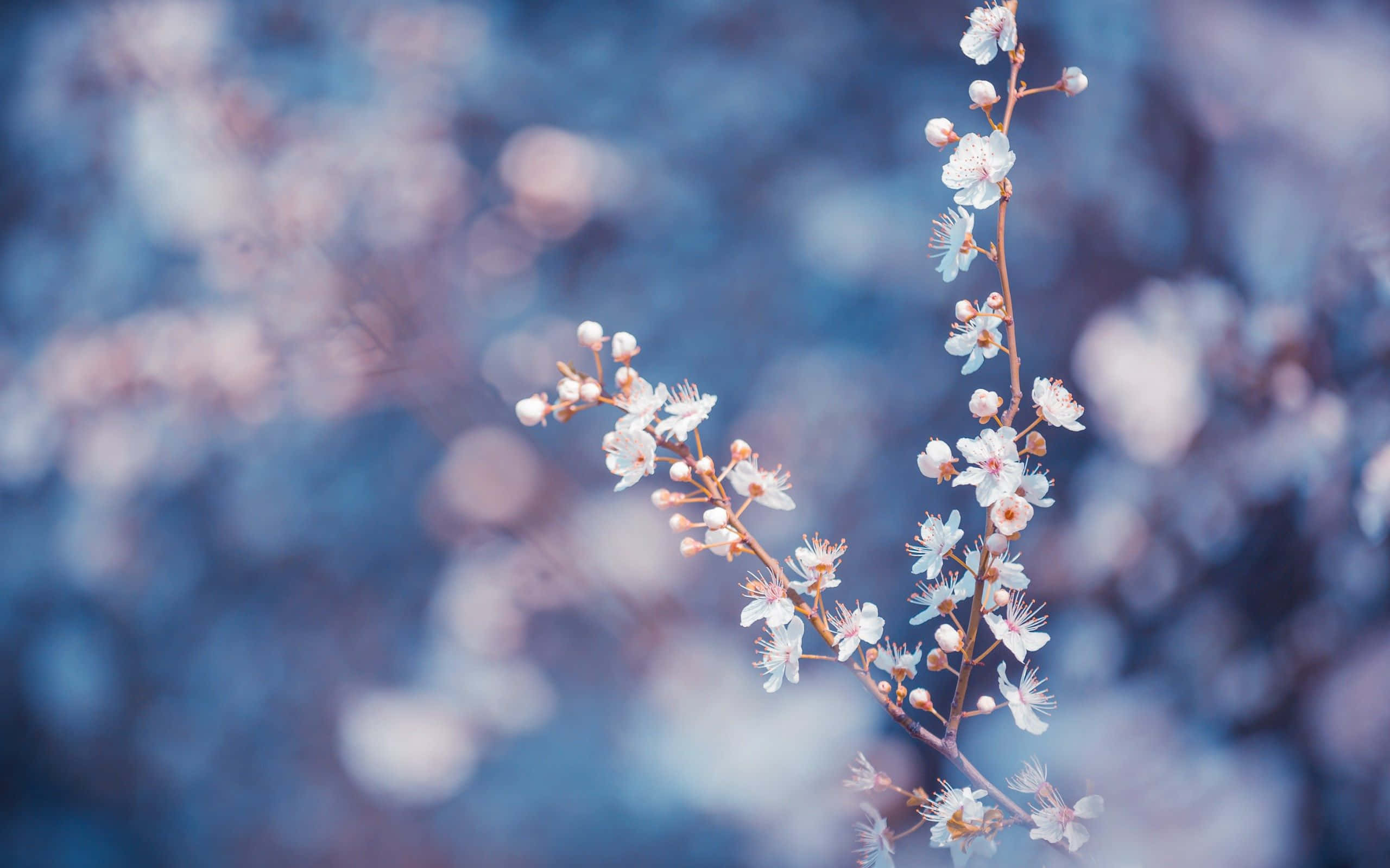 Branch Tumblr Flowers Desktop
