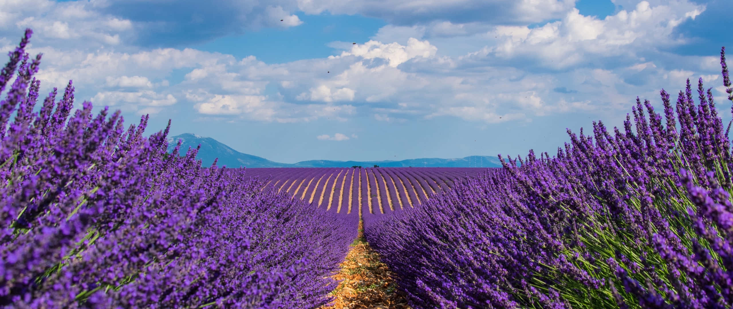 Breathtaking View Of Lavender Fields