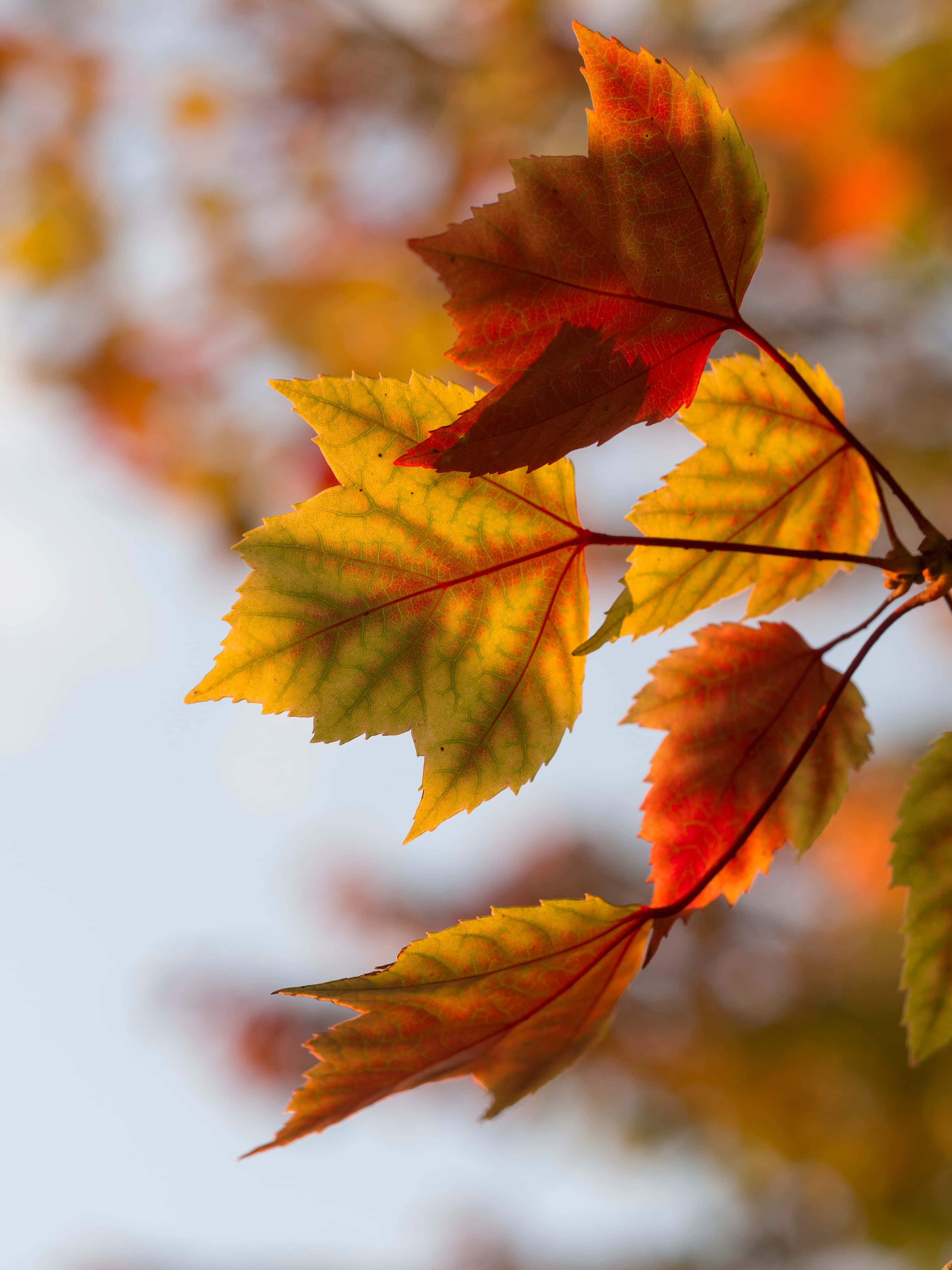 Bright Autumn Foliage In Fall