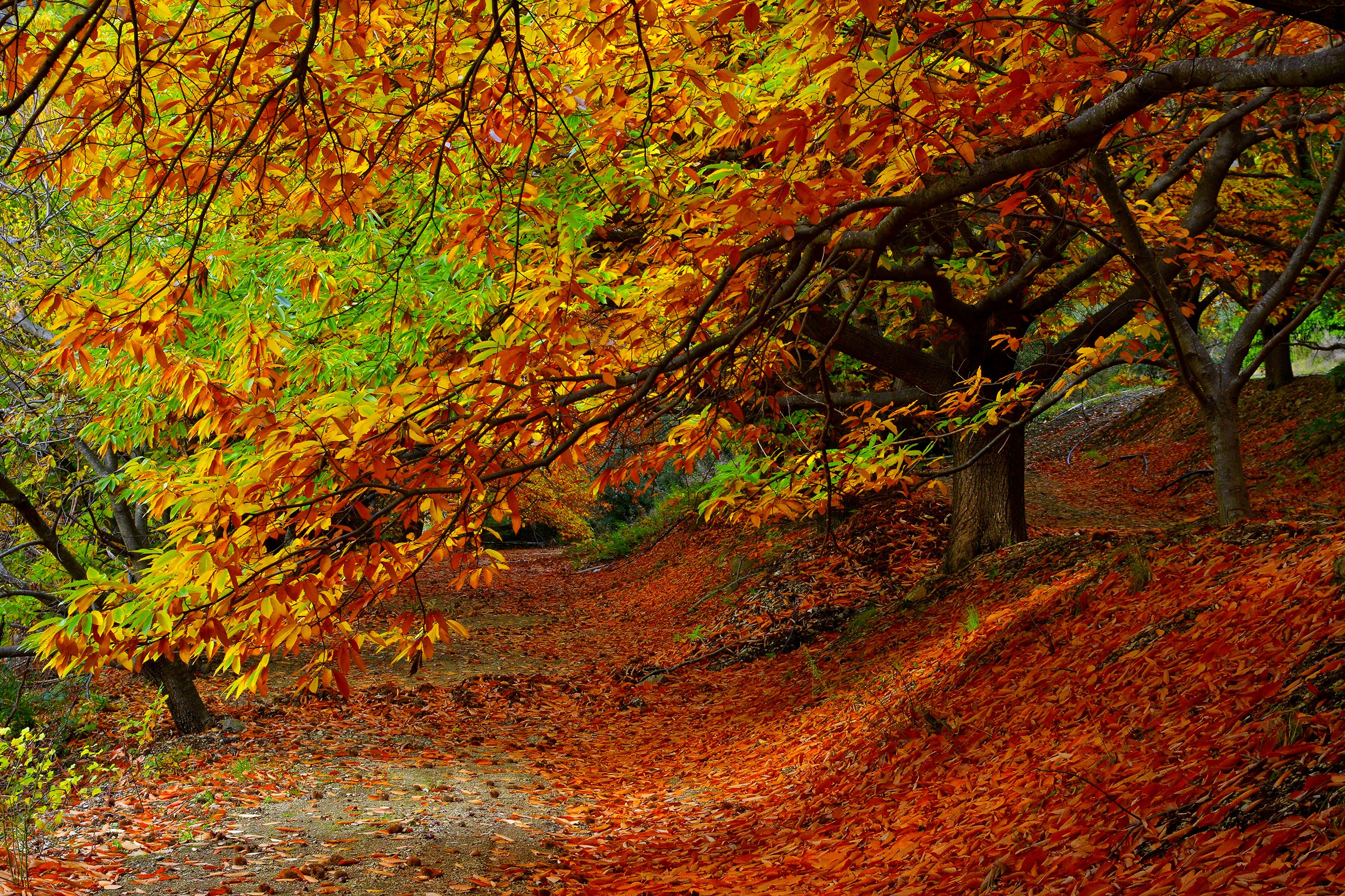 Capturing A Beautiful Glimpse Of Autumn Foliage In Its Full Red, Yellow, And Orange Glory.