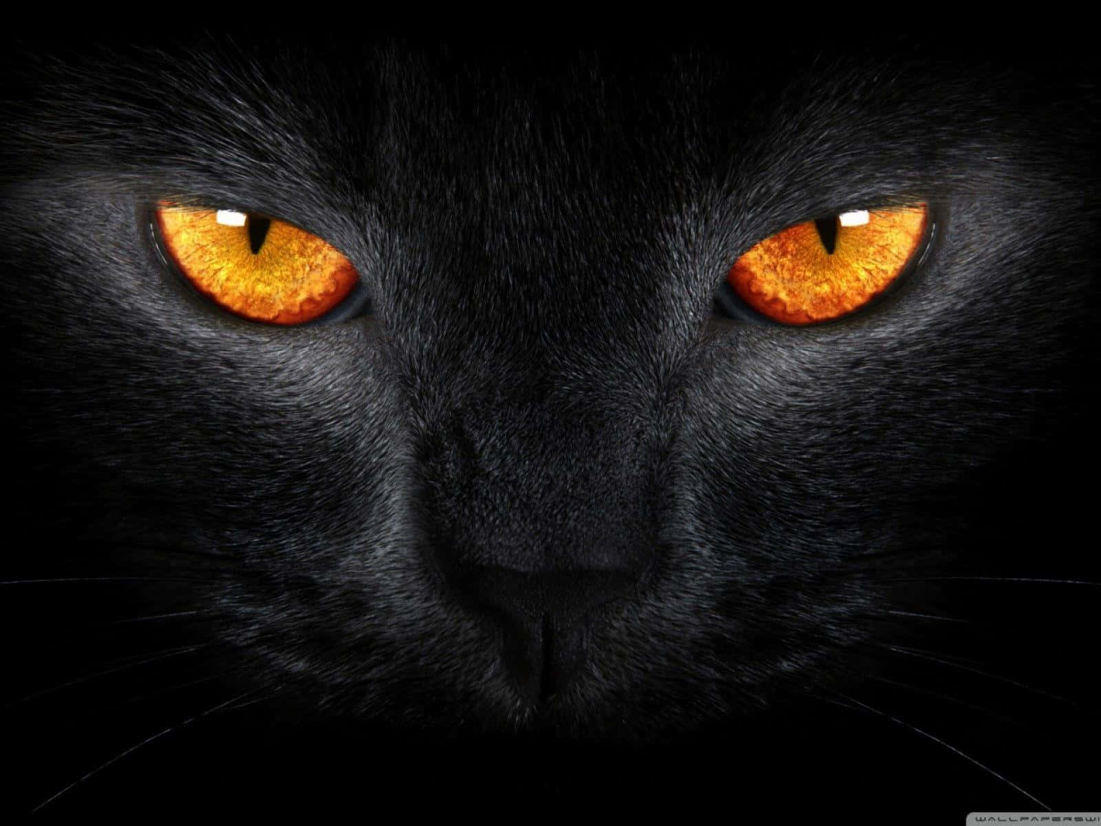 Celebrate Halloween With Black Cat