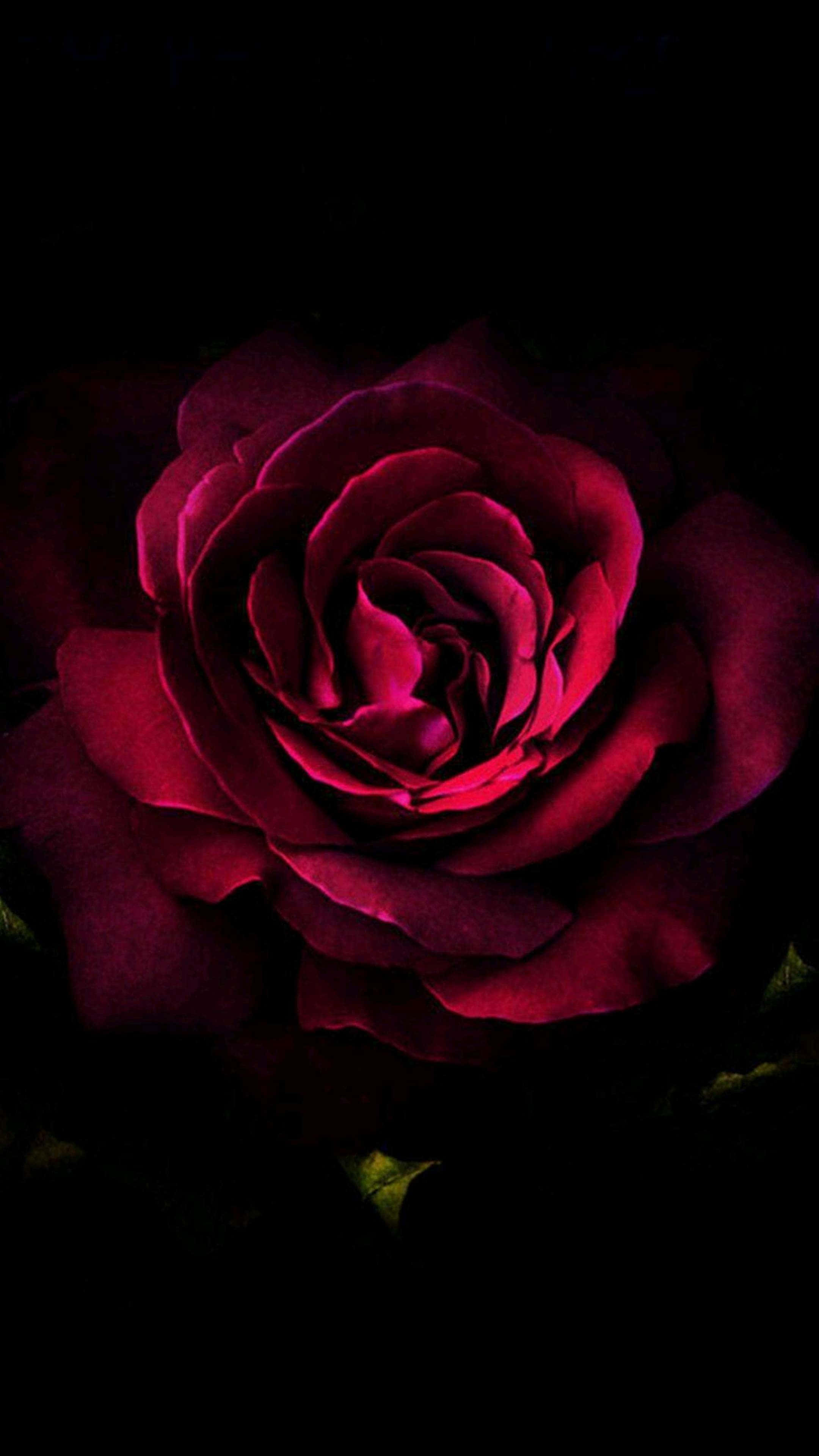 Celebrate Your Love This Valentines Day With Gorgeous Roses