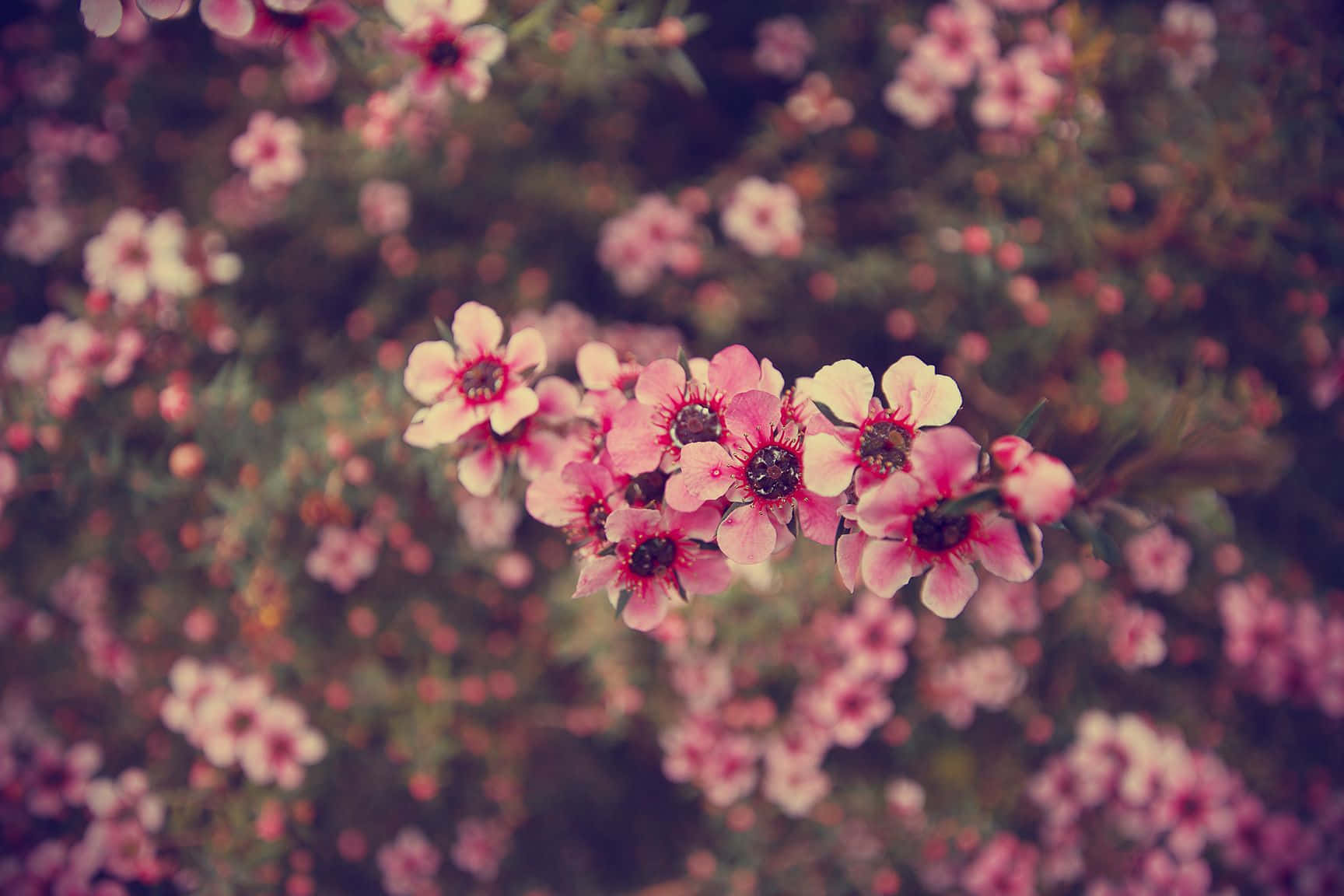 Cherry Blossom Tumblr Flowers Desktop