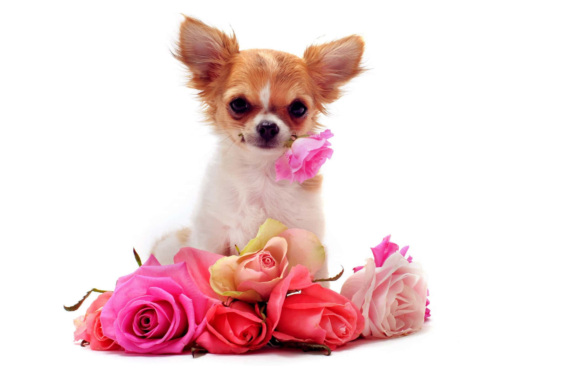 Chihuahua Puppy With Roses