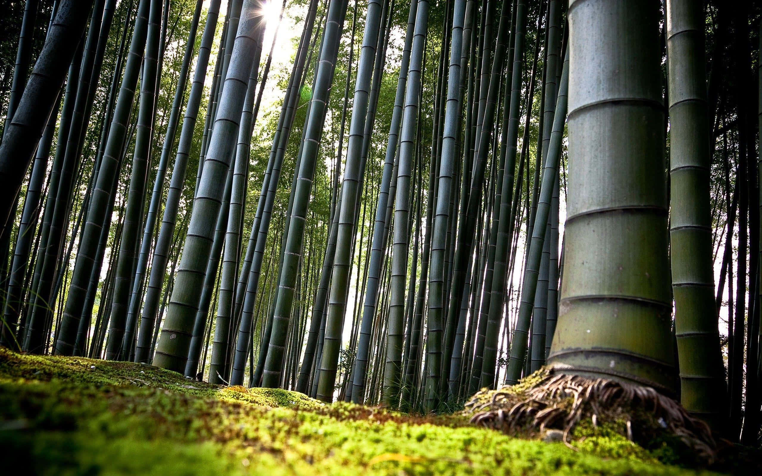 Chinese Bamboo Standing Up Against A Background Of Clouds