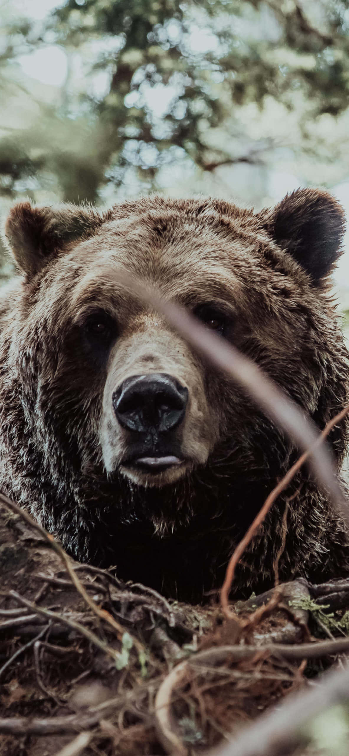 Close Up Brown Bear Portrait