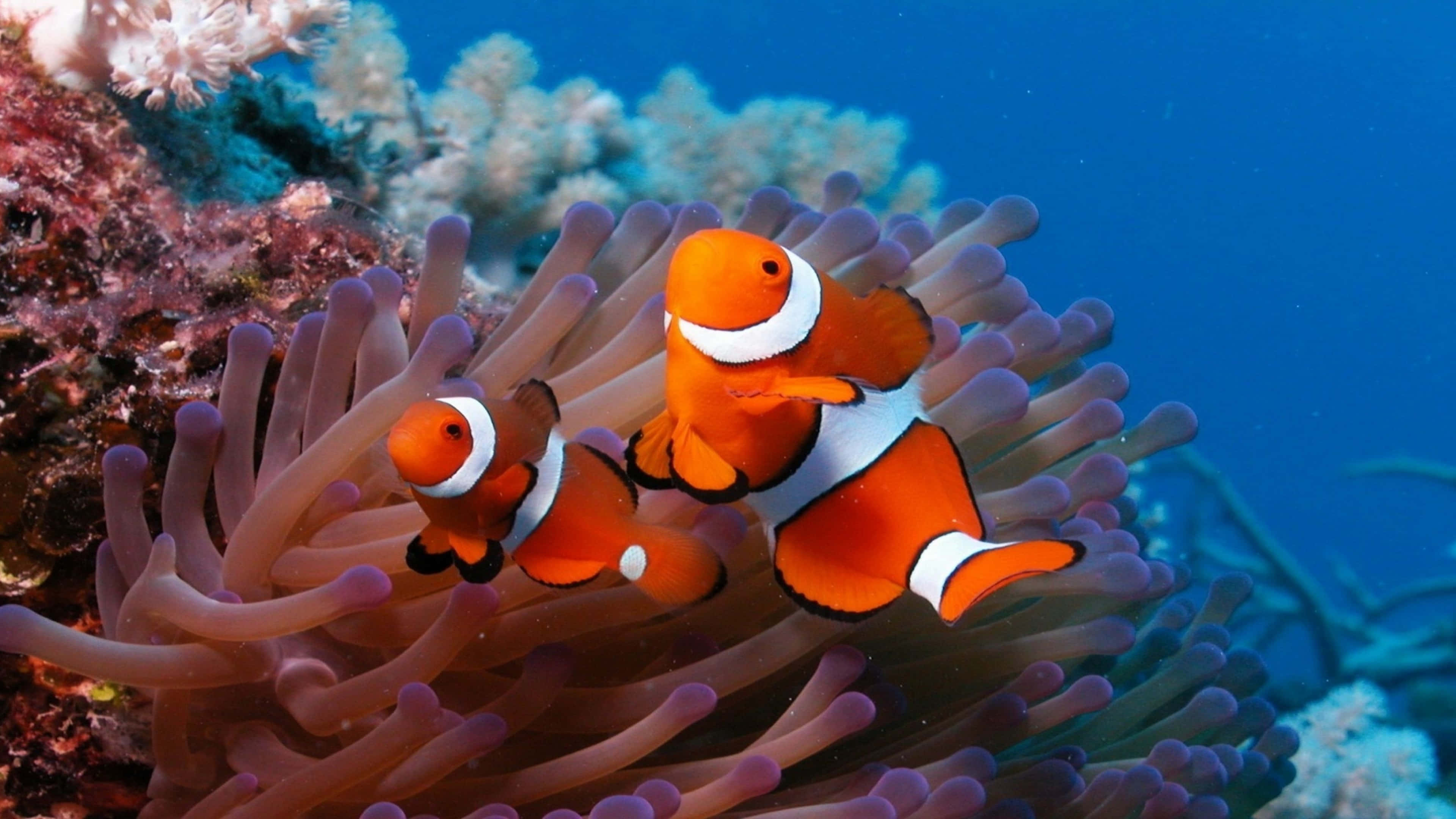 Colorful 4k Fish Featuring Clownfish