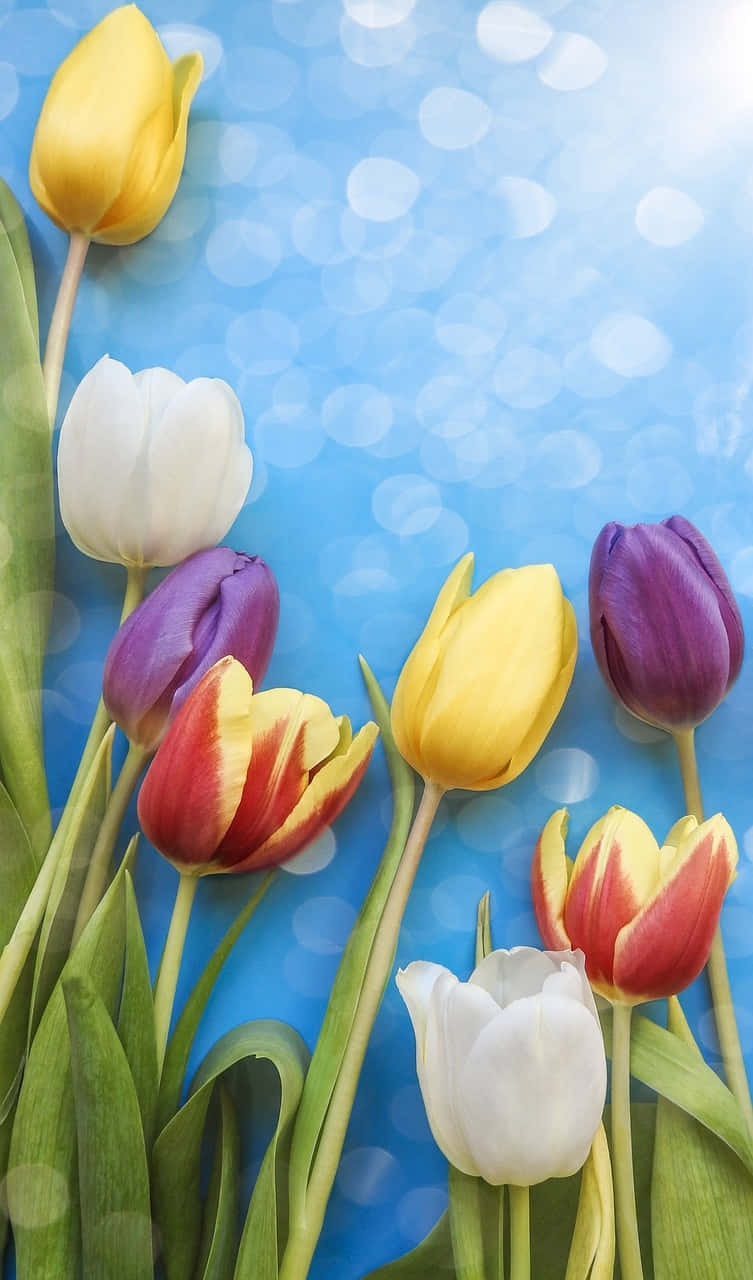 Colorful Tulips Against Blue Background.jpg