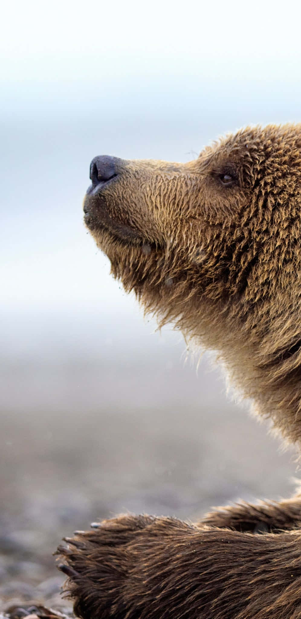 Contemplative Brown Bear