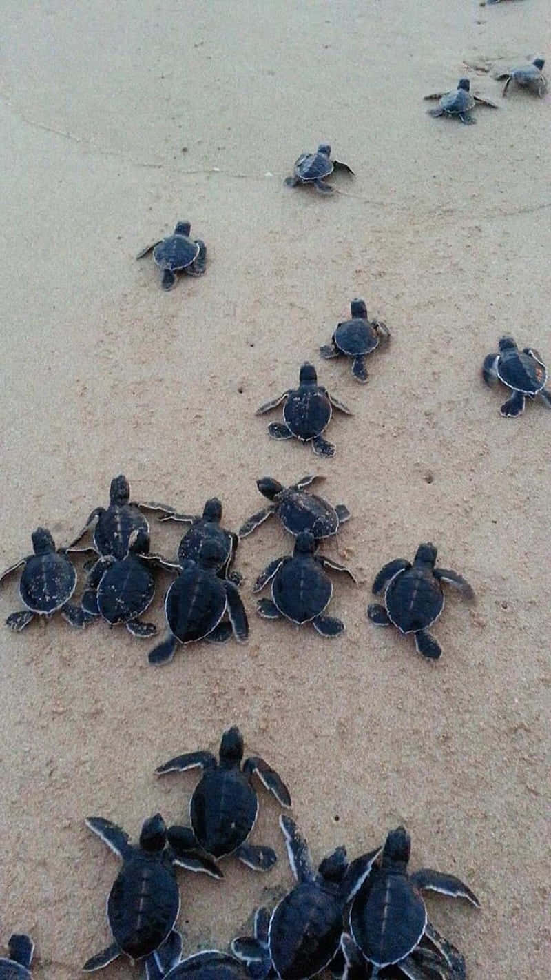 Cute Baby Turtle Taking A Stroll