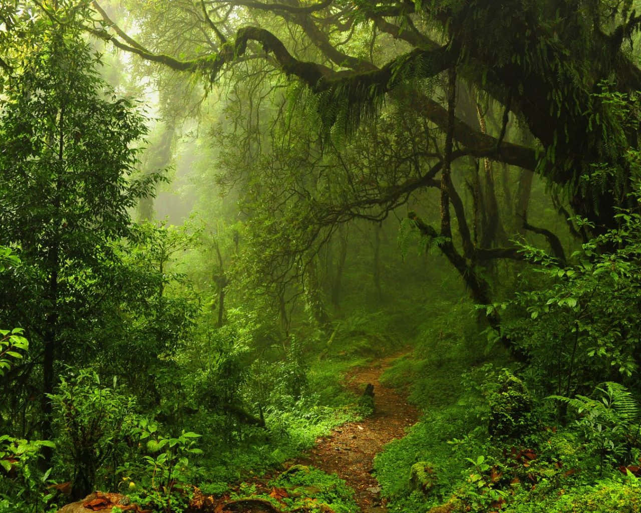 Dark Green Forest 1280 X 1024