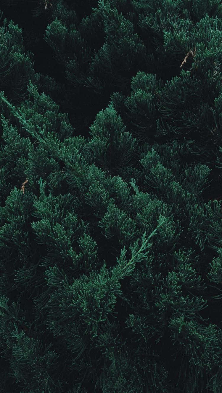 Dark Green Forest With Sun Rays