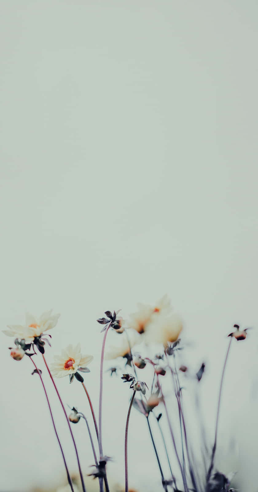 Embrace Nature's Beauty With This Floral Aesthetic Phone Wallpaper.