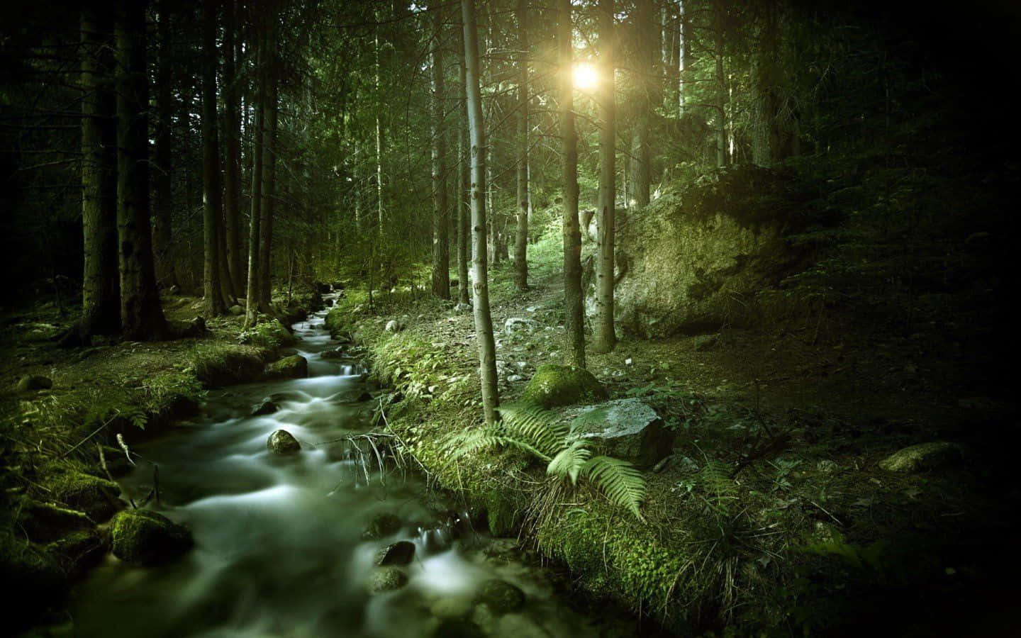 Enchanting Dark Green Forest