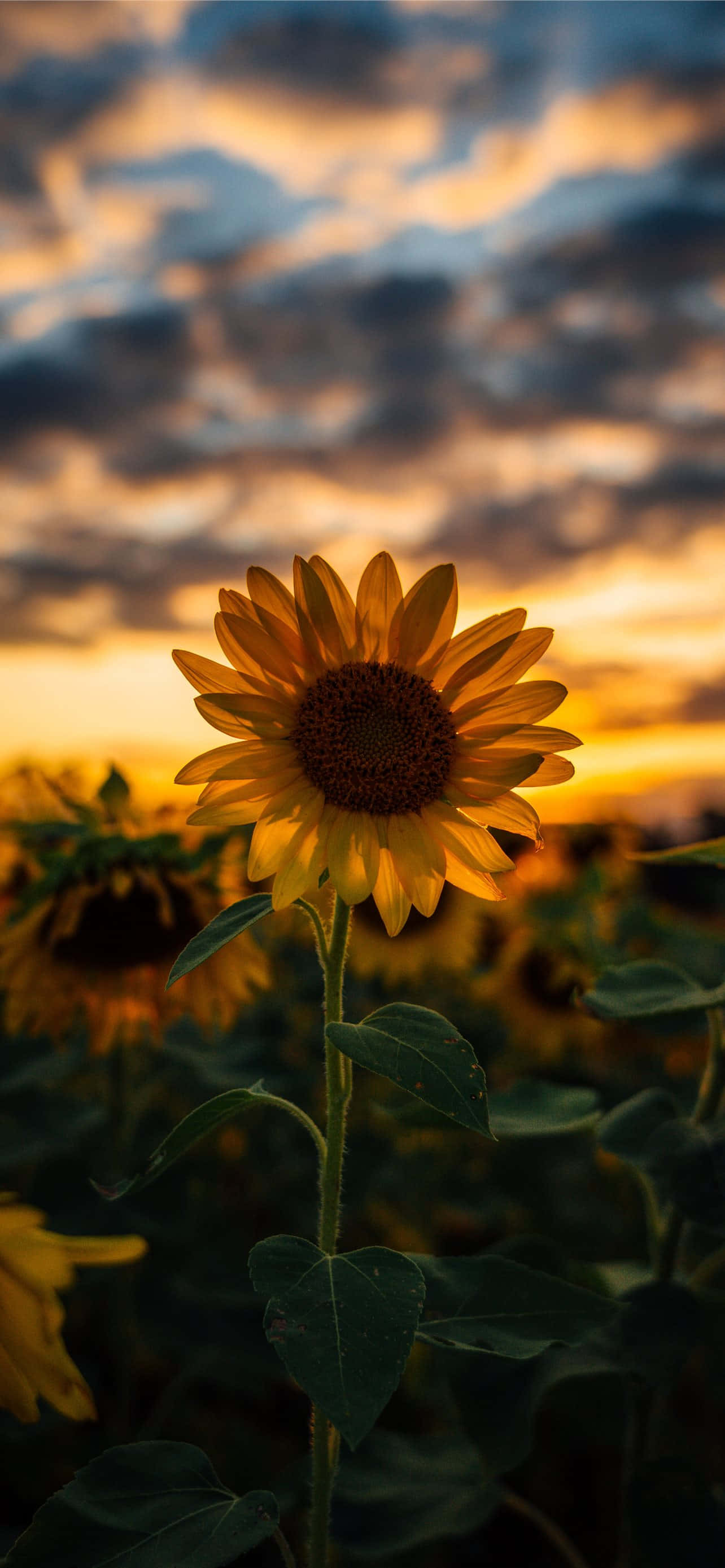 Enjoy The Beauty Of A Sunflower With This Sunflower Aesthetic Iphone Wallpaper.