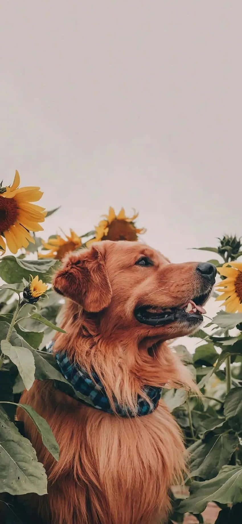 Enjoy The Beauty Of Summer With This Stunning Sunflower Aesthetic Iphone Wallpaper