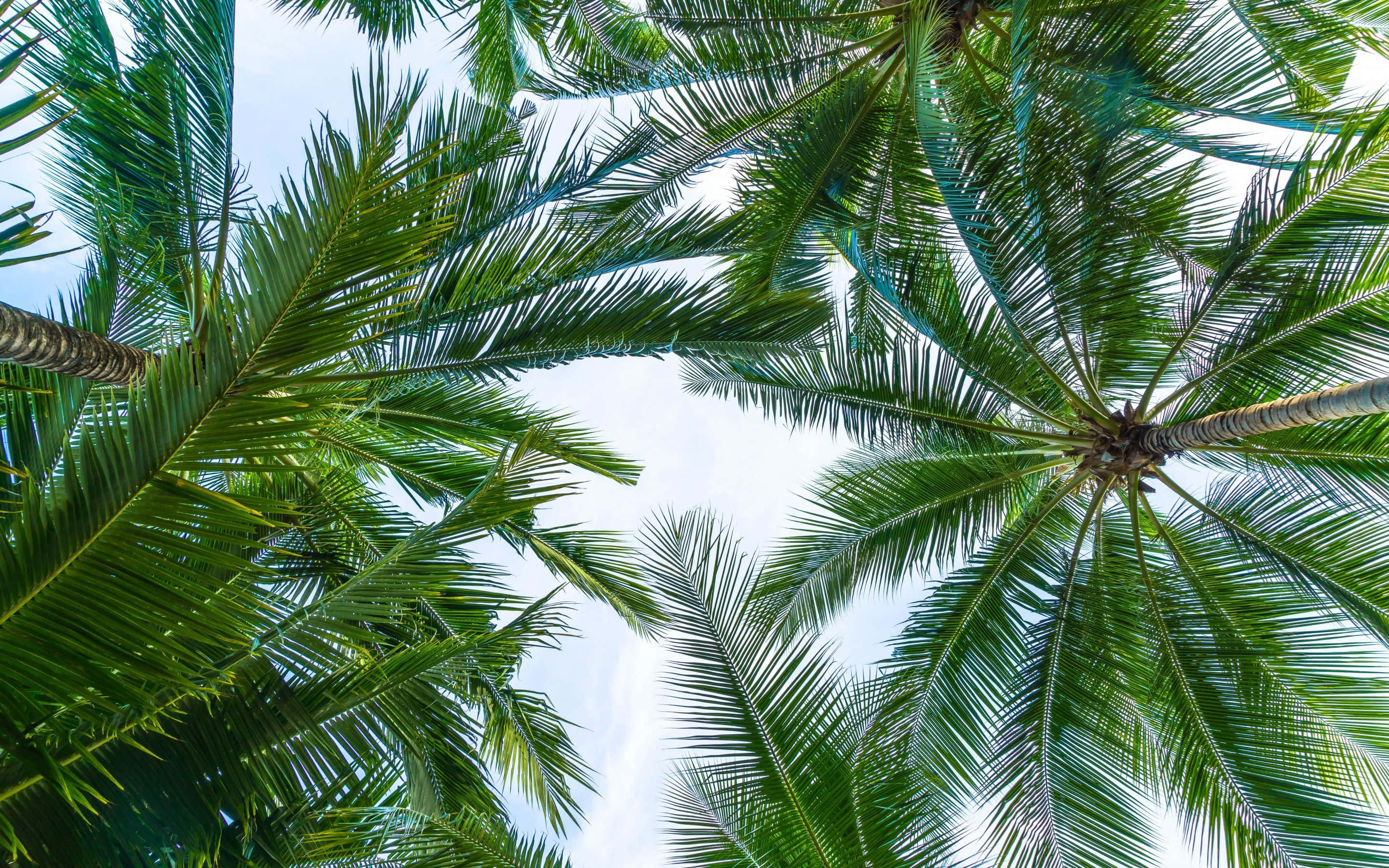 Enjoy The Beauty Of Tropical Leaves From Your Desktop