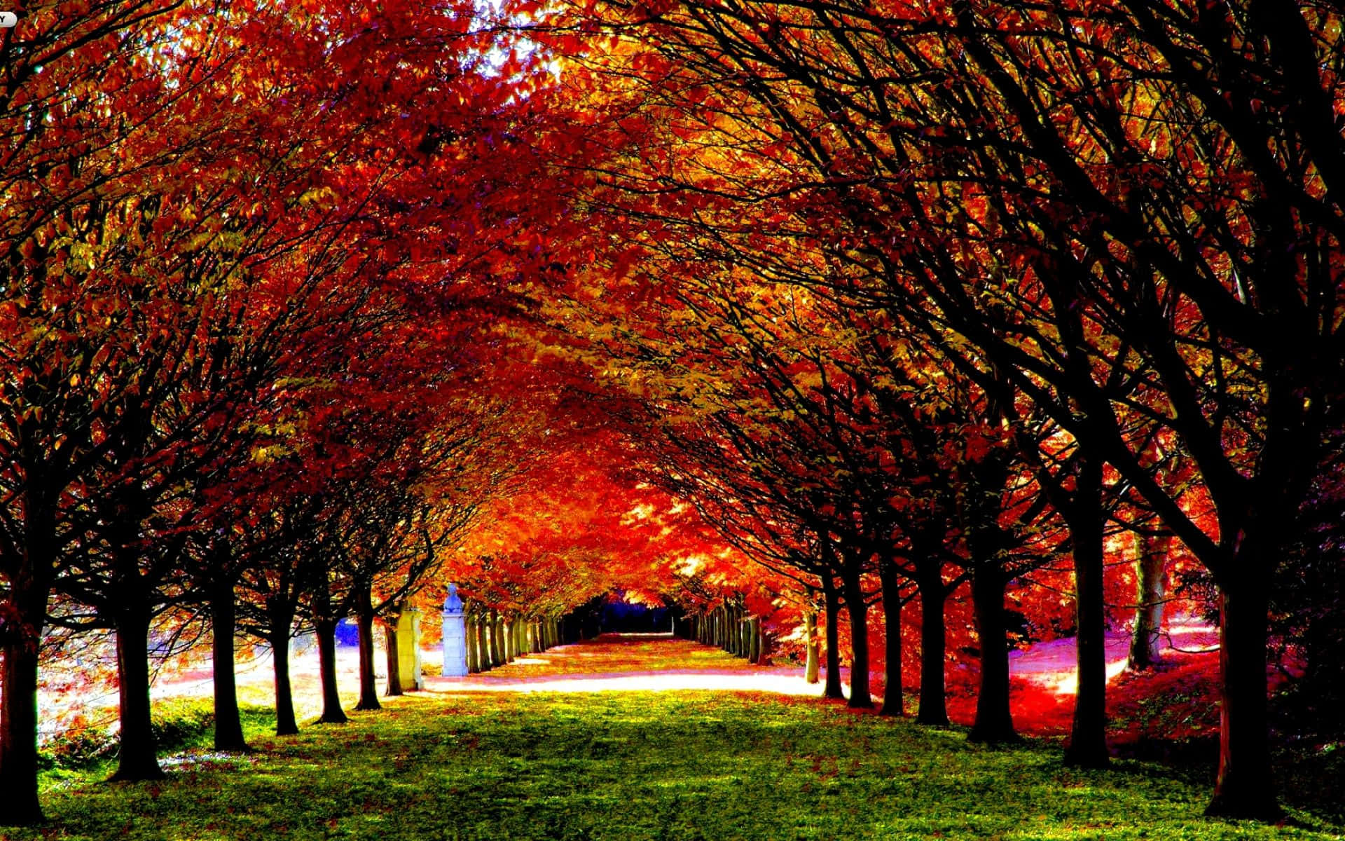 Enjoy The Warm And Vibrant Colors Of Fall Foliage