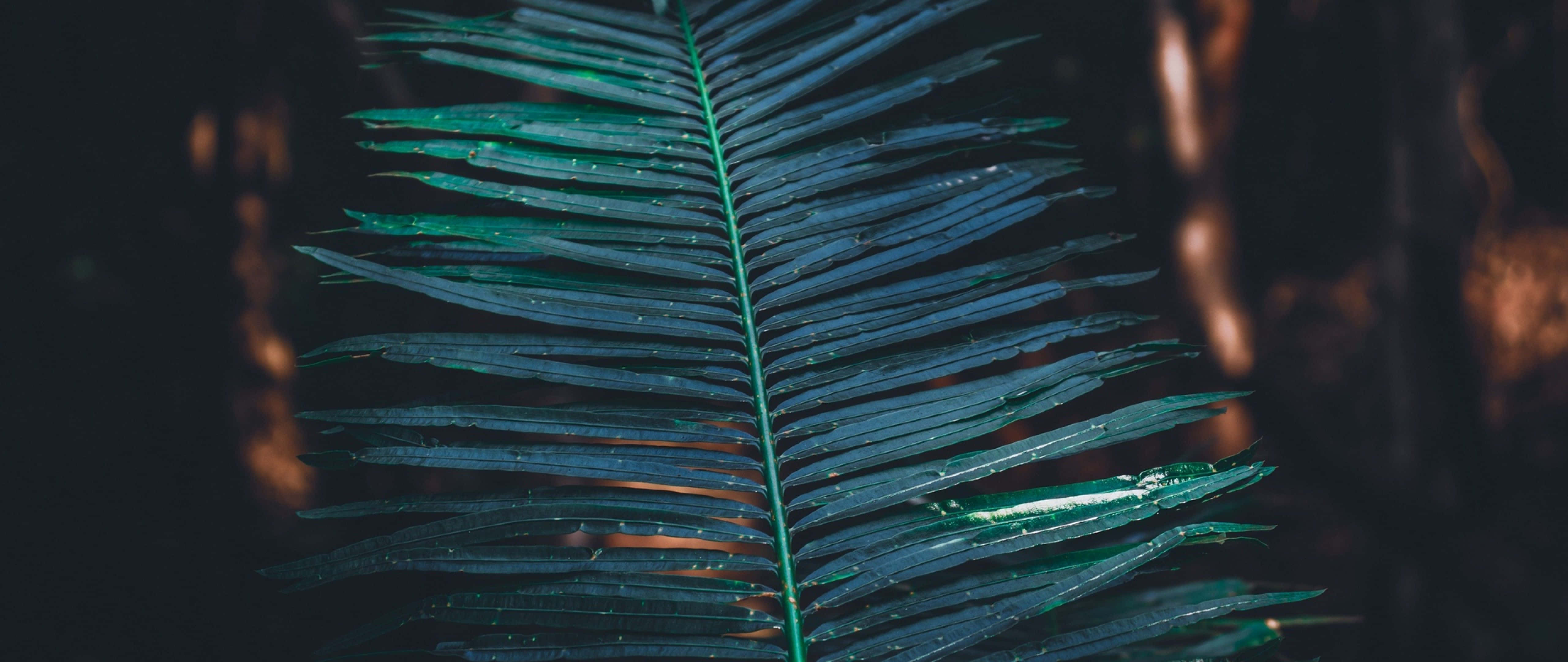 Exotic Tropical Leaves Adorning Desktop