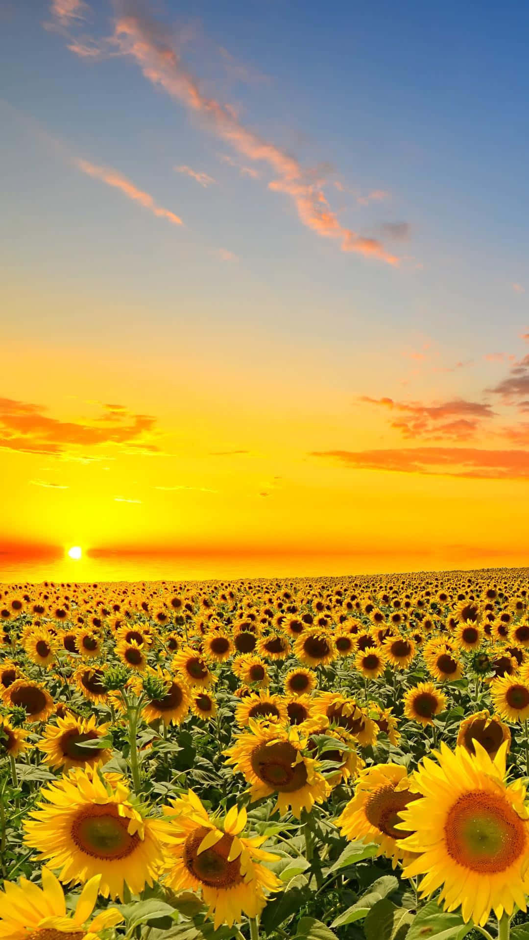 Experience The Elegance Of A Sunflower Aesthetic On Your Iphone