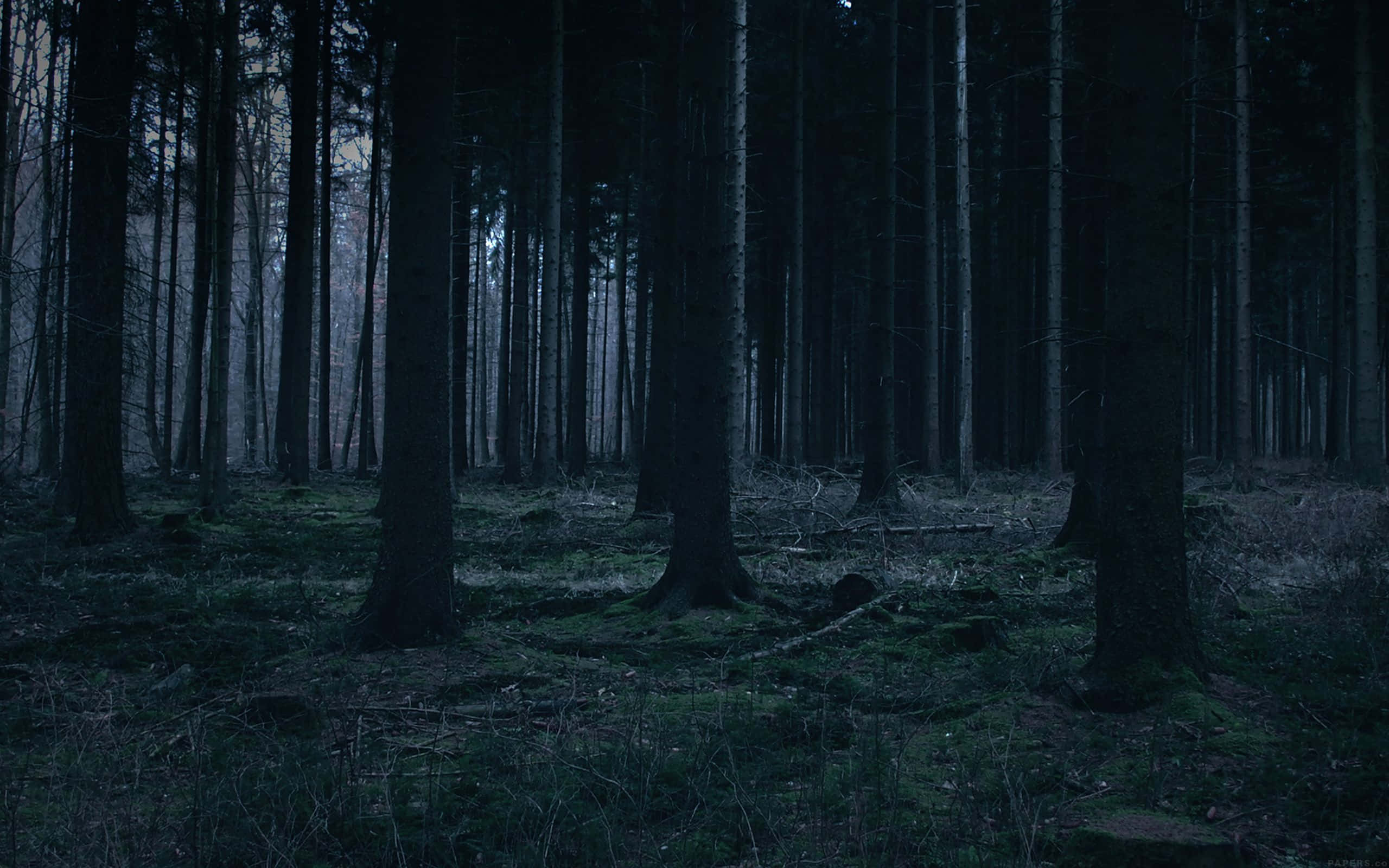 Explore The Lush Expanse Of Dark Green Forest