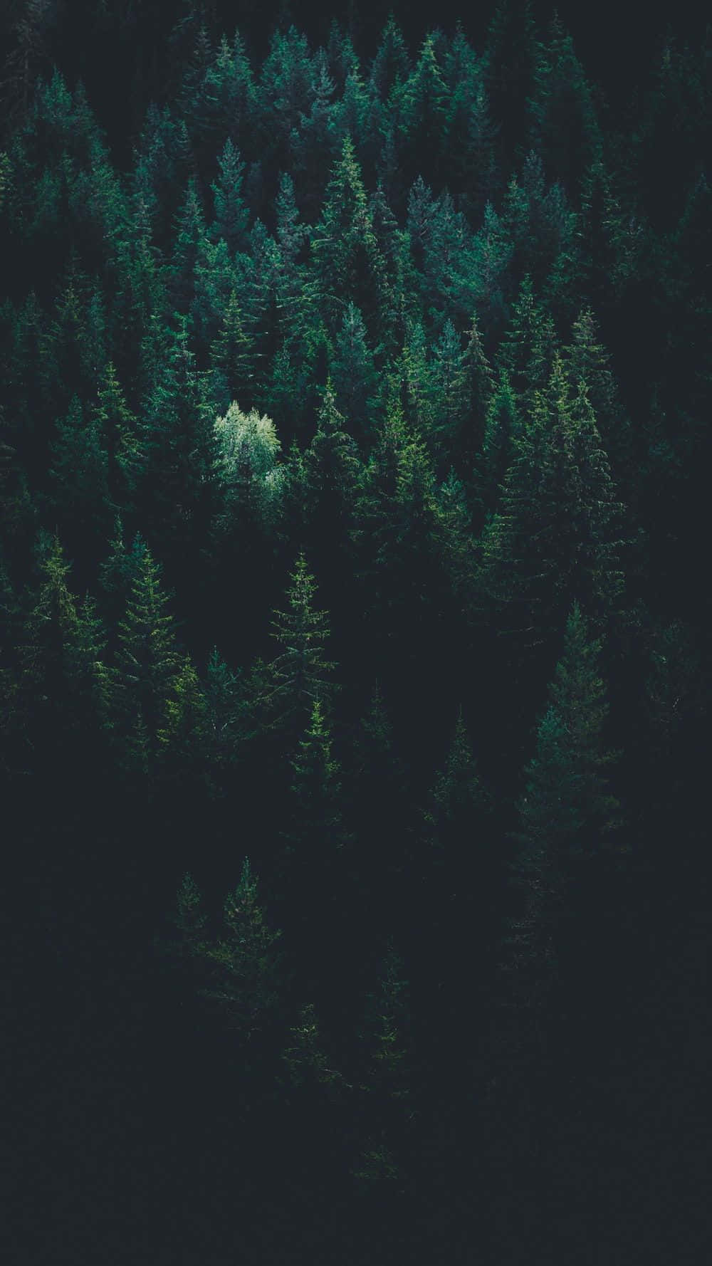 Explore The Mysterious Dark Green Forest