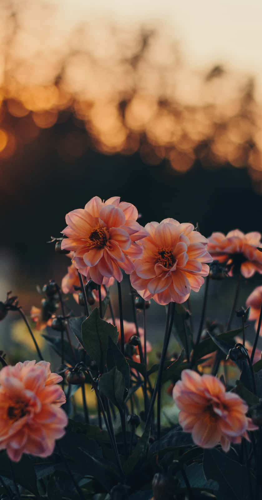 Flowers At Sunset In Front Of A Sunset