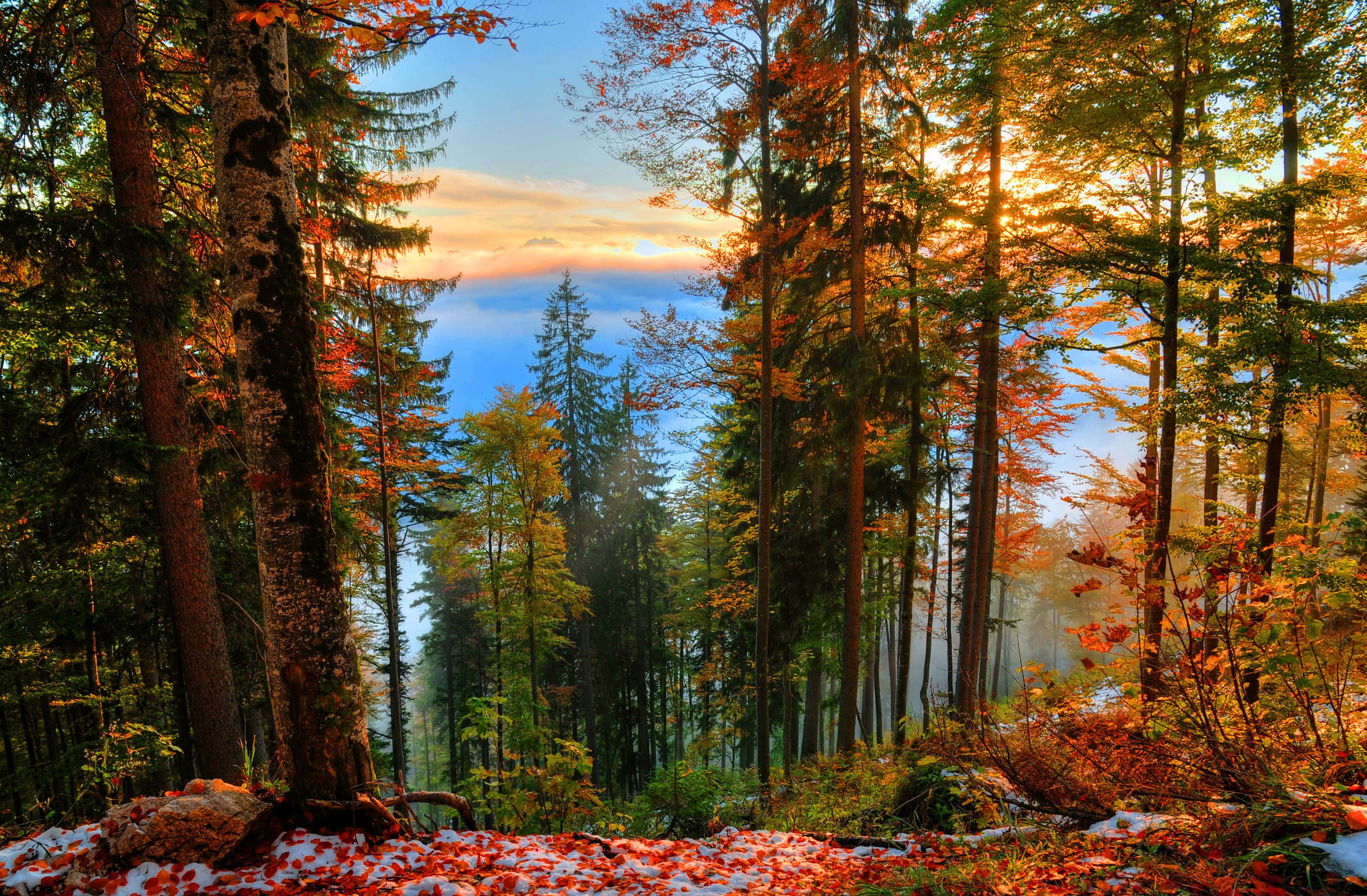 Forest Near Lake Early Fall