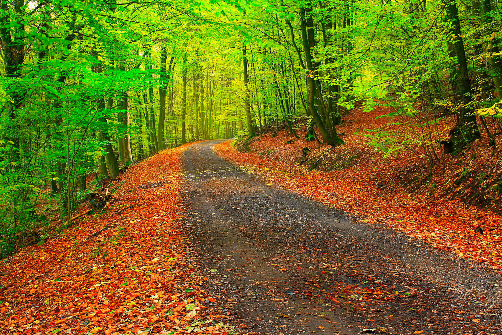 Forest Road During Early Fall