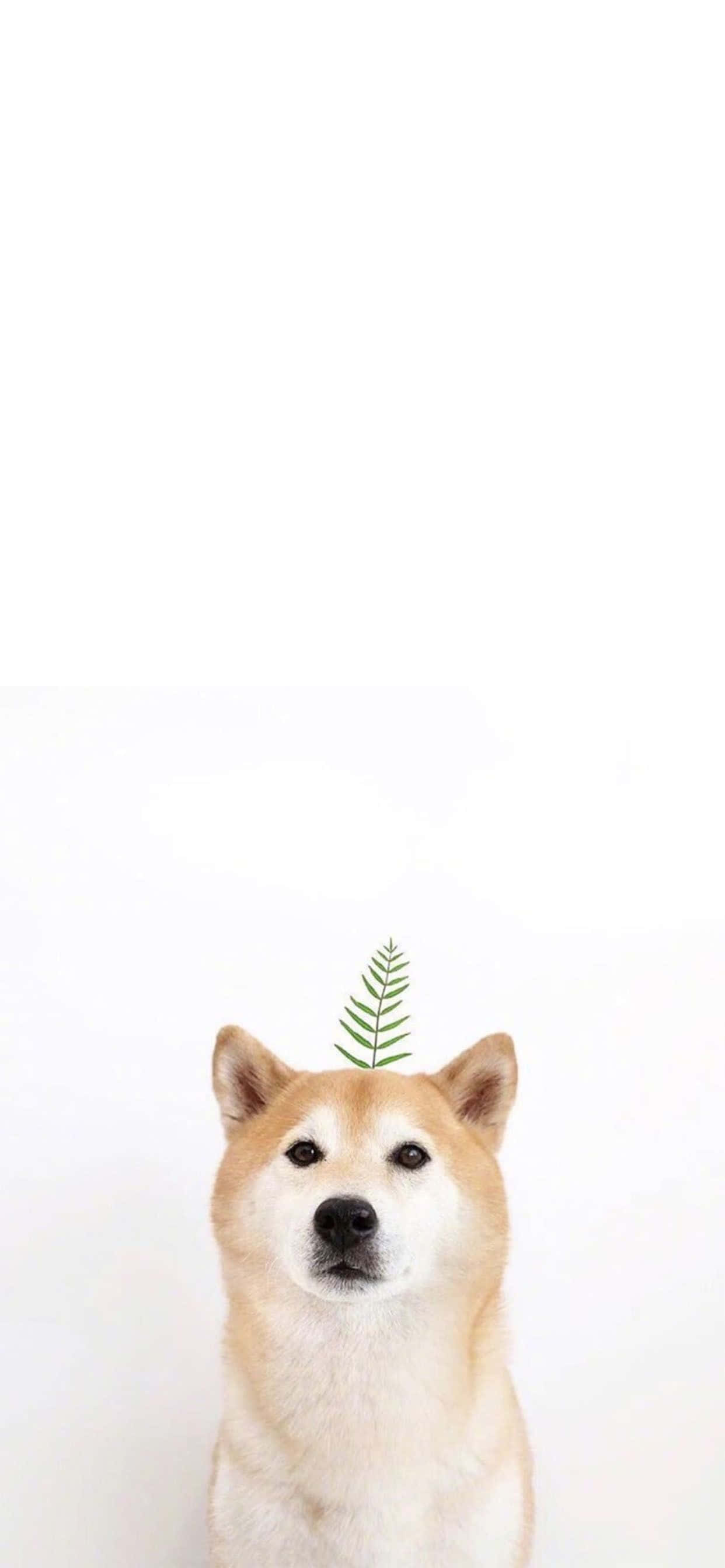 Get Close To Nature With This Adorable Cute Animal Iphone Wallpaper