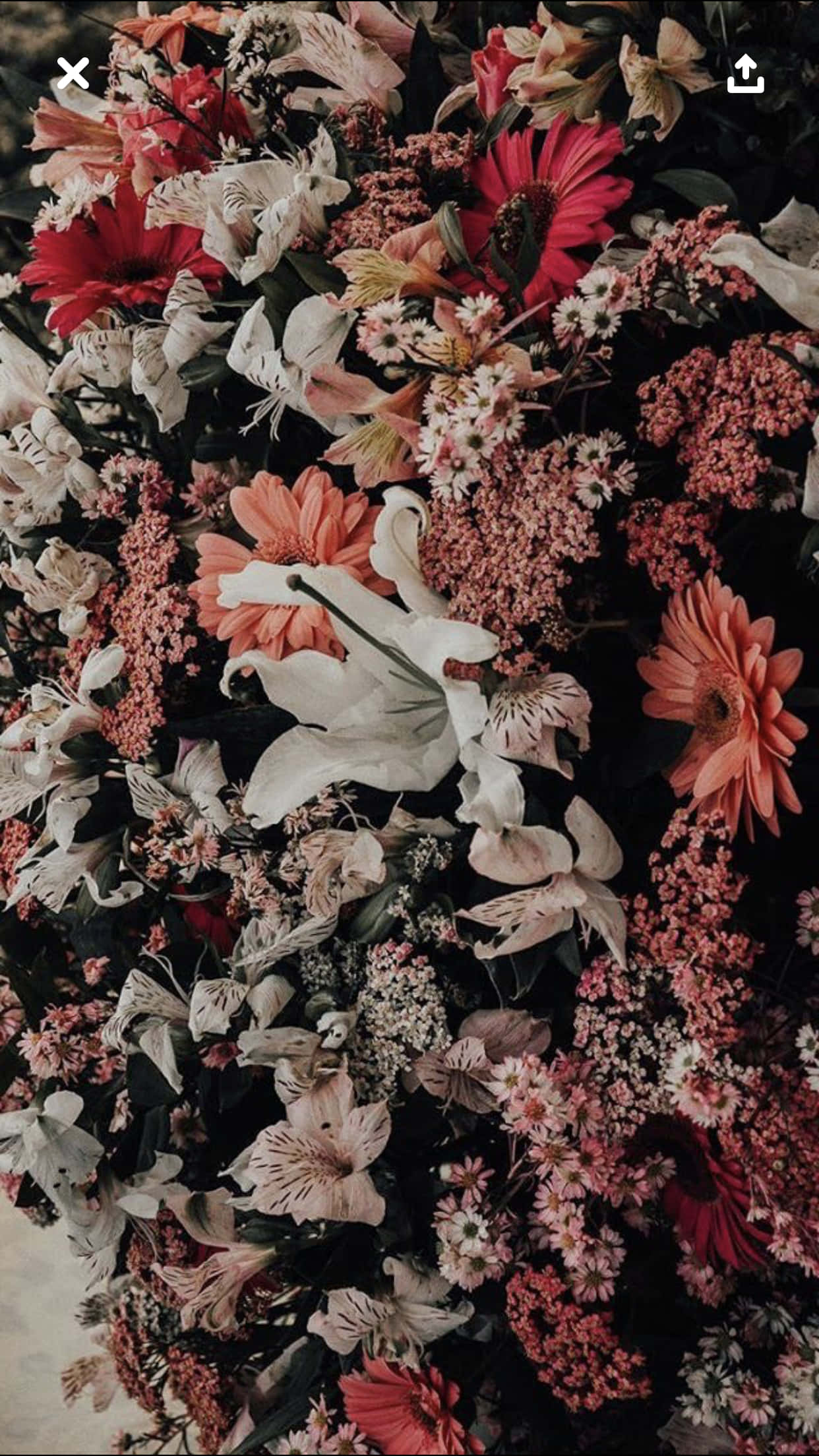 Get Ready For Spring With A Floral Aesthetic Iphone