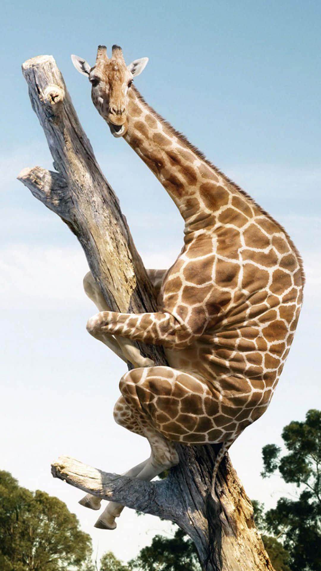 Giraffe Is Sitting On A Tree Branch