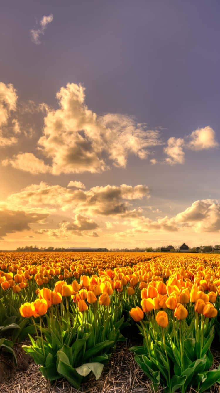 Golden_ Tulip_ Field_ Sunset