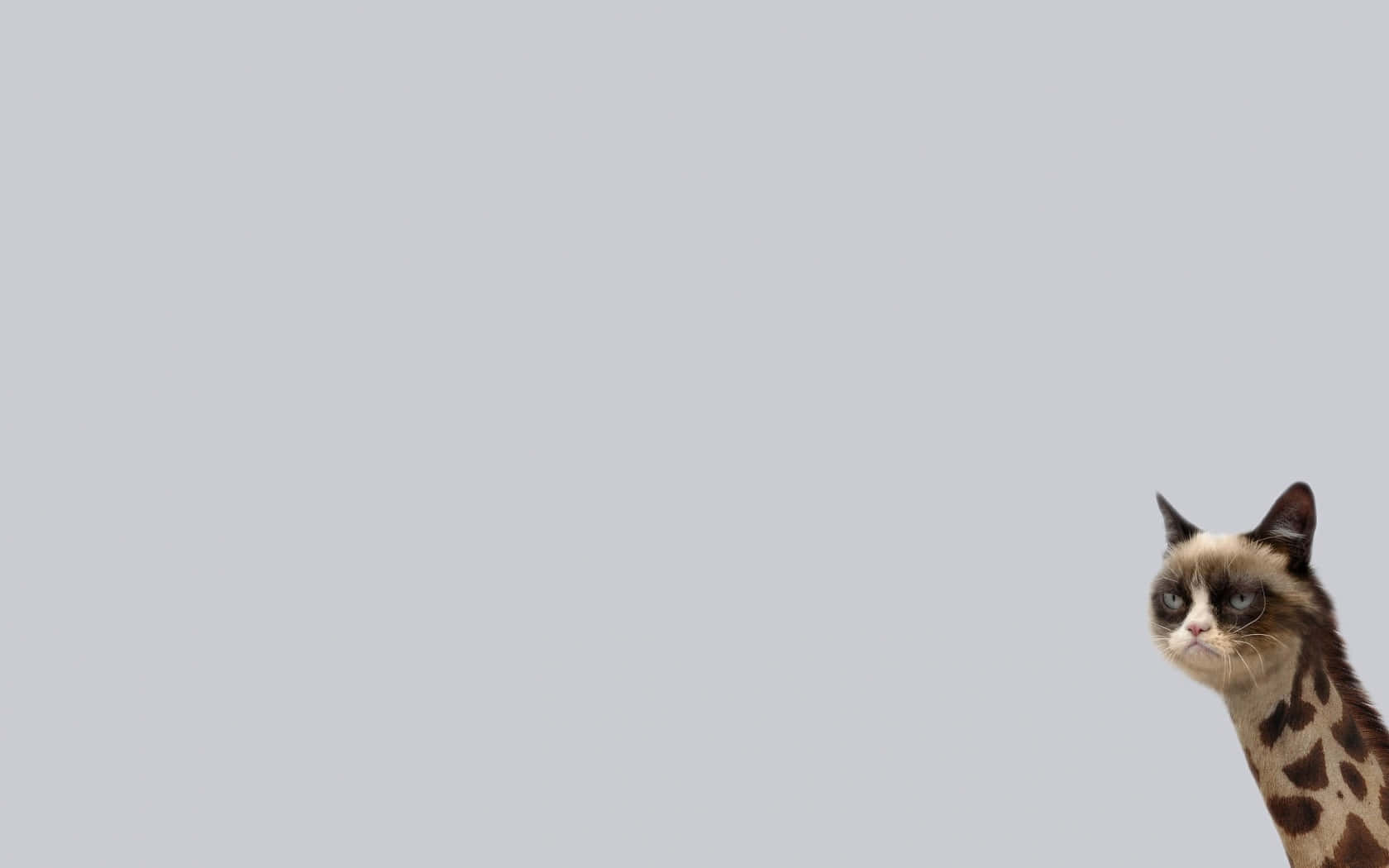 Grumpy Cat Giraffe Meme Laptop