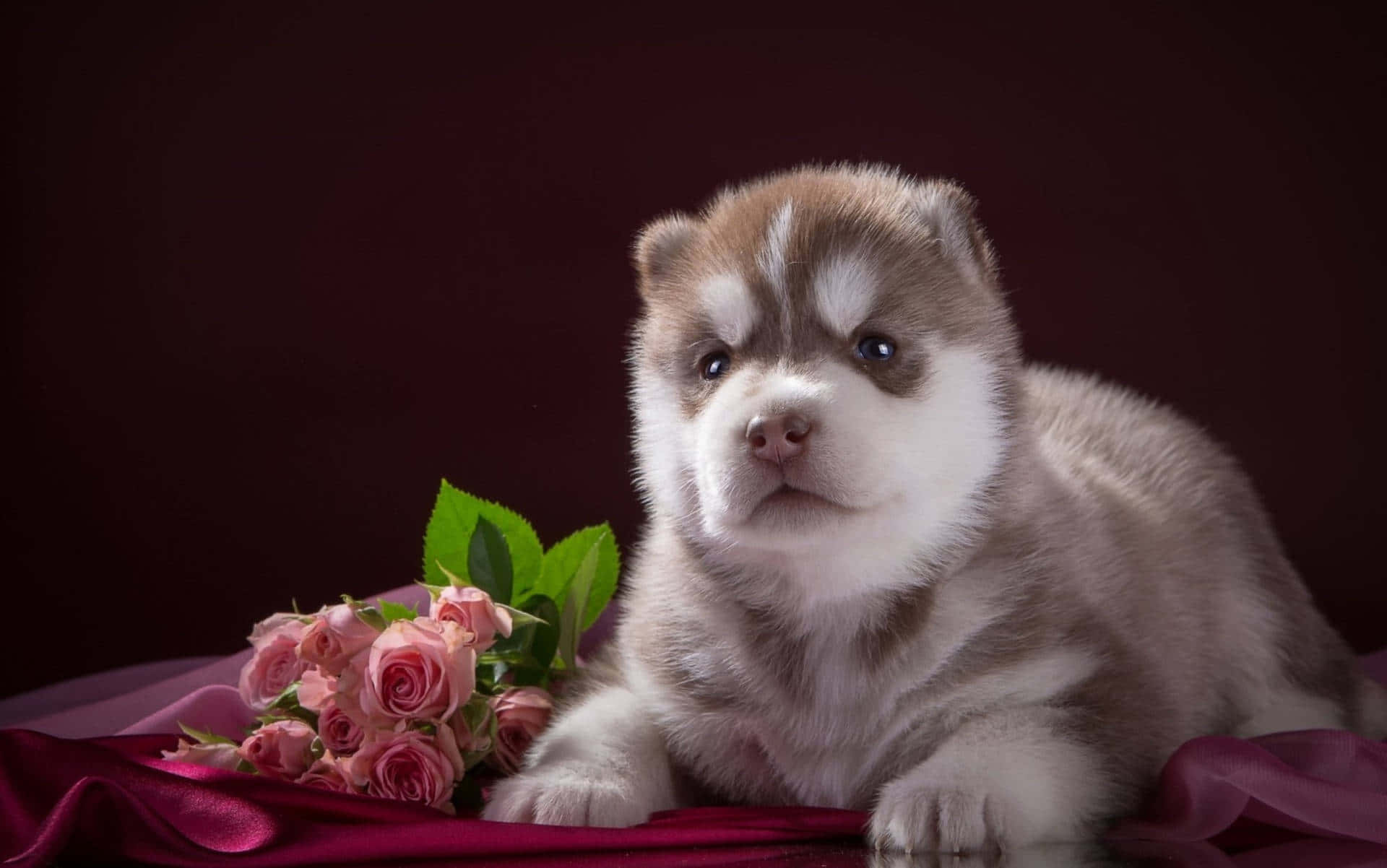 Husky Puppy With Roses On A Red Background