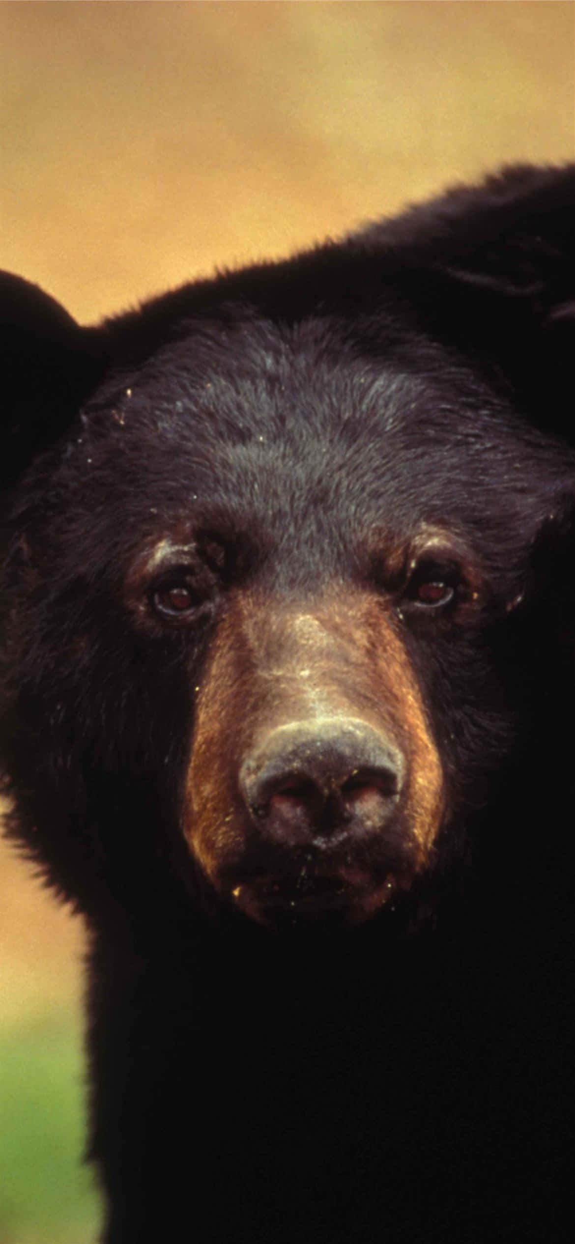 Intense_ Black_ Bear_ Portrait