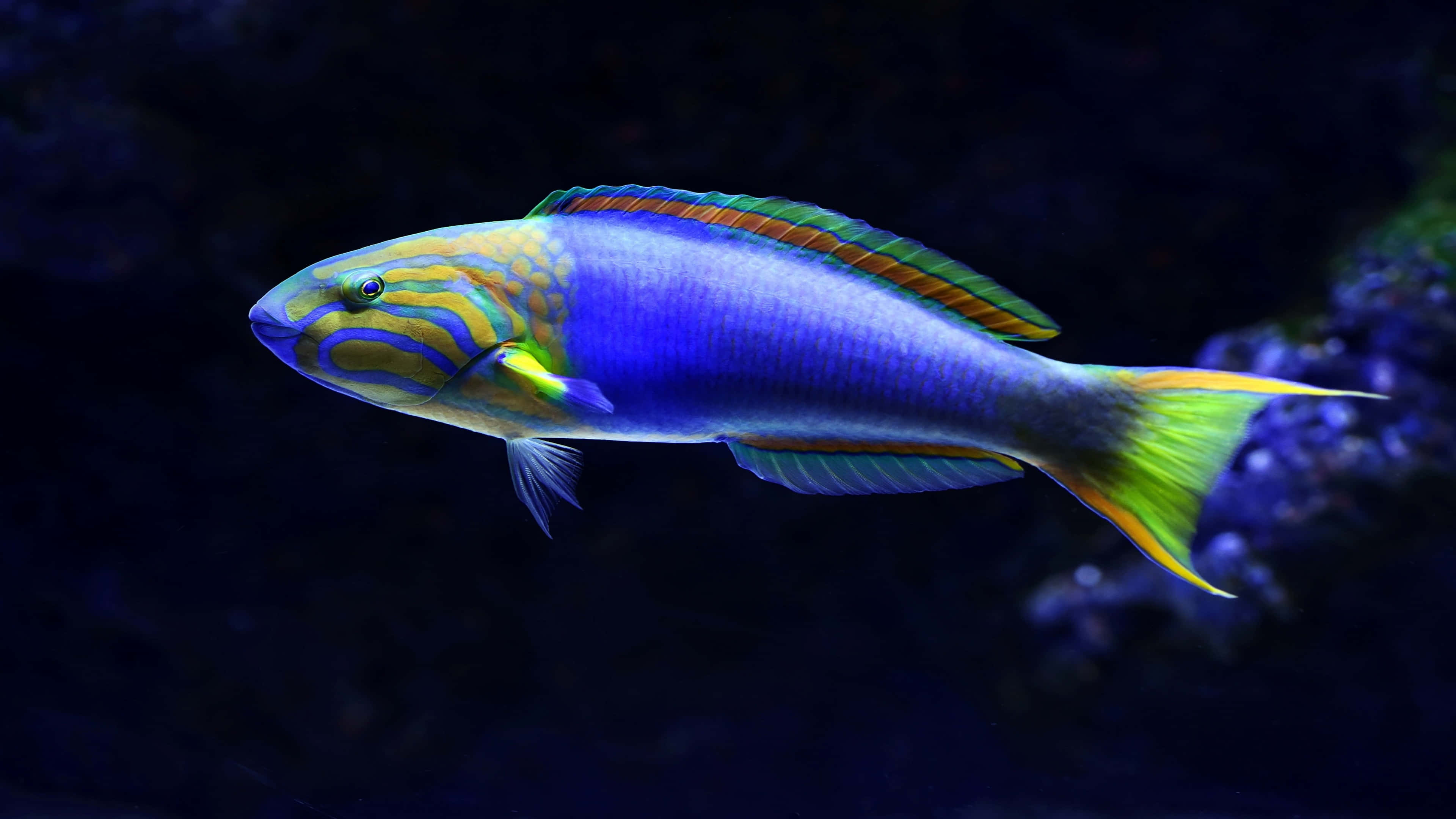 Intriguing 4k Fish Featuring A Sunset Wrasse
