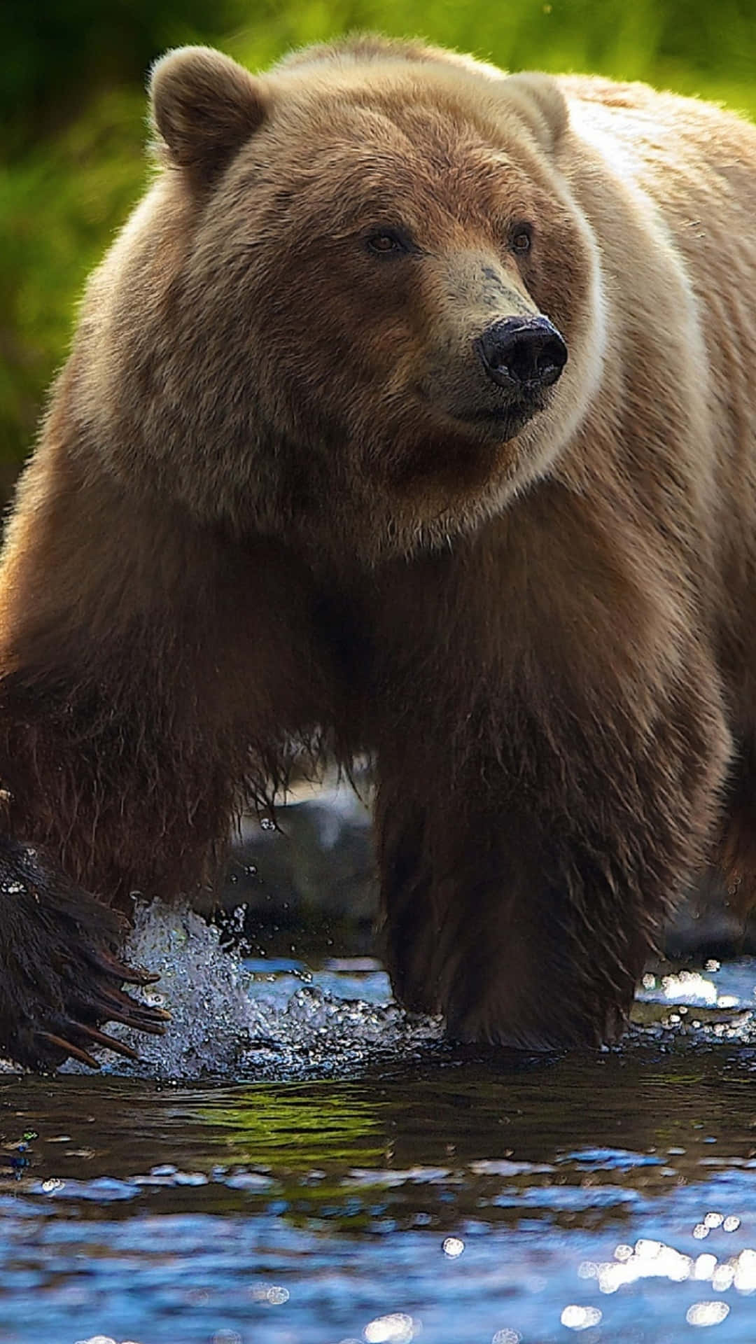 Majestic Brown Bear Wading Water.jpg