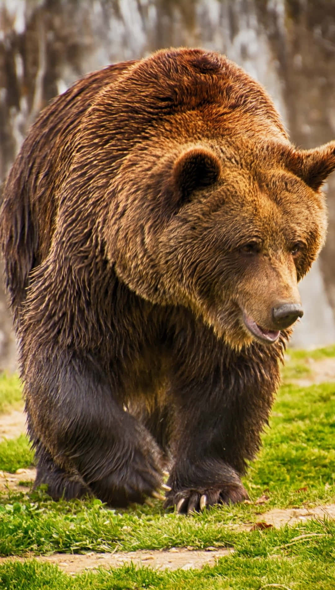 Majestic Brown Bear Walking