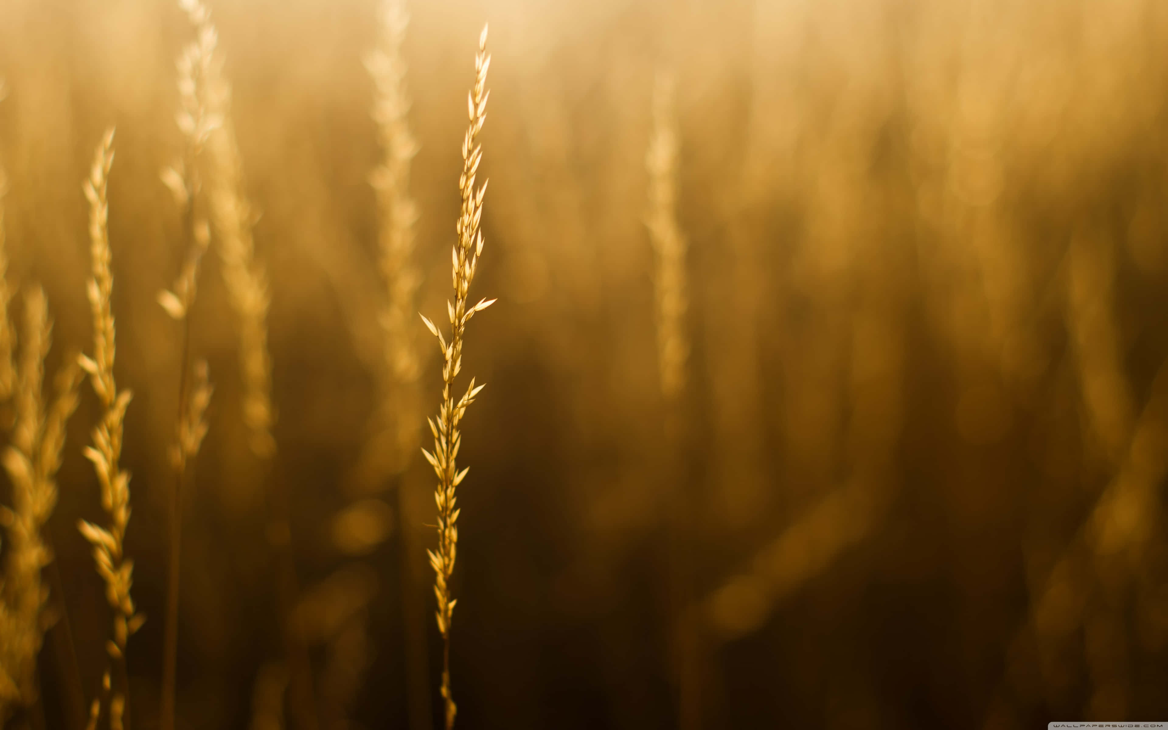 Make The Most Of Summer Until It's Gone