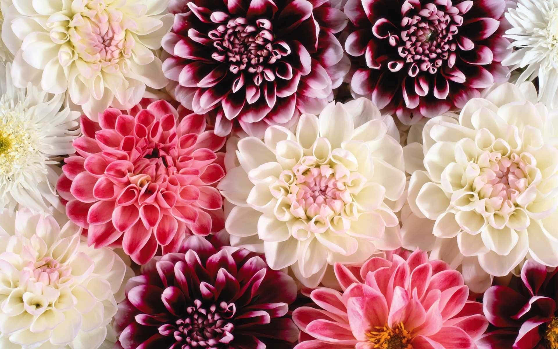 Mesmerizing Tumblr Flowers Desktop