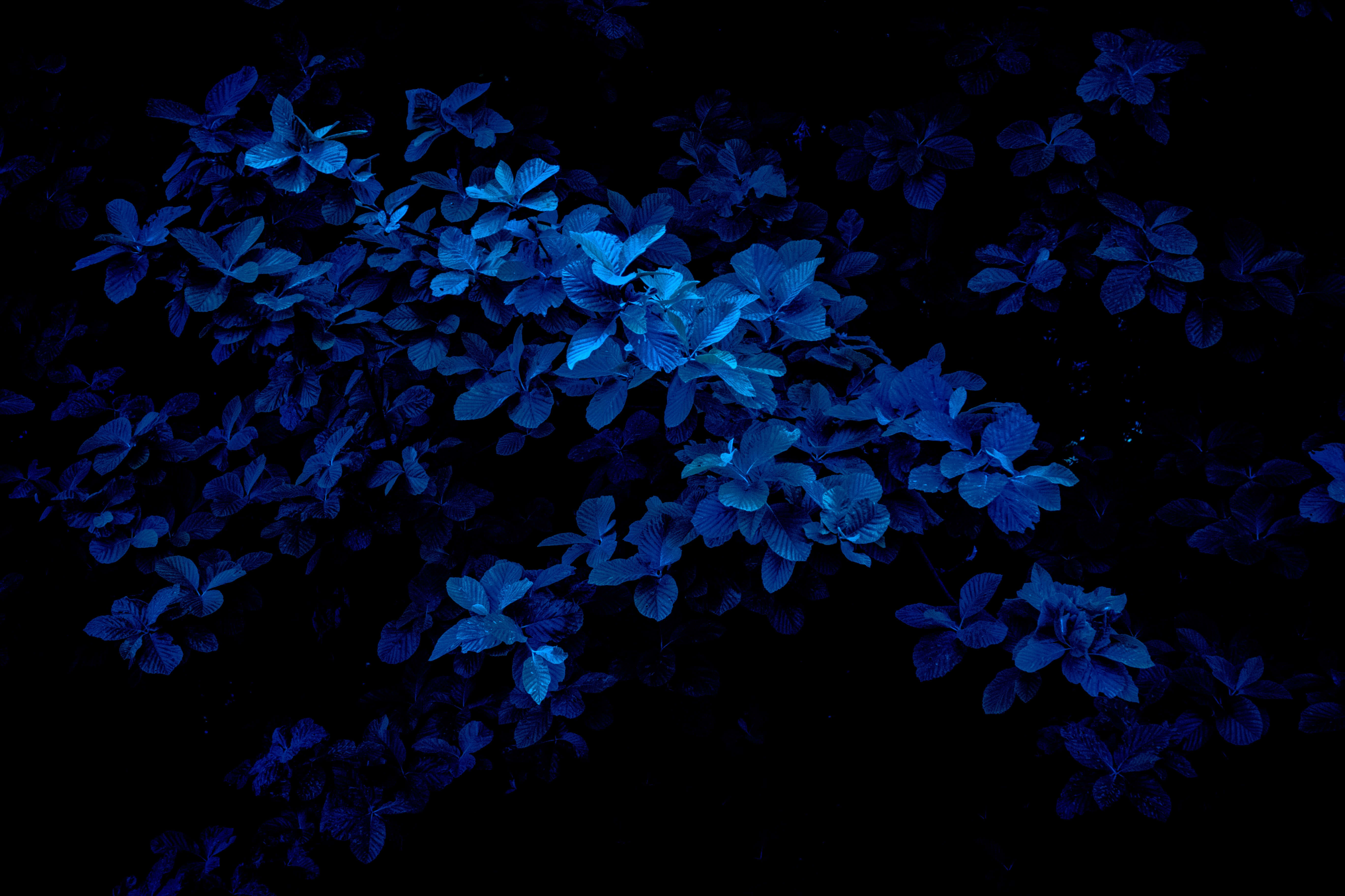 Midnight Blue Floral Backdrop