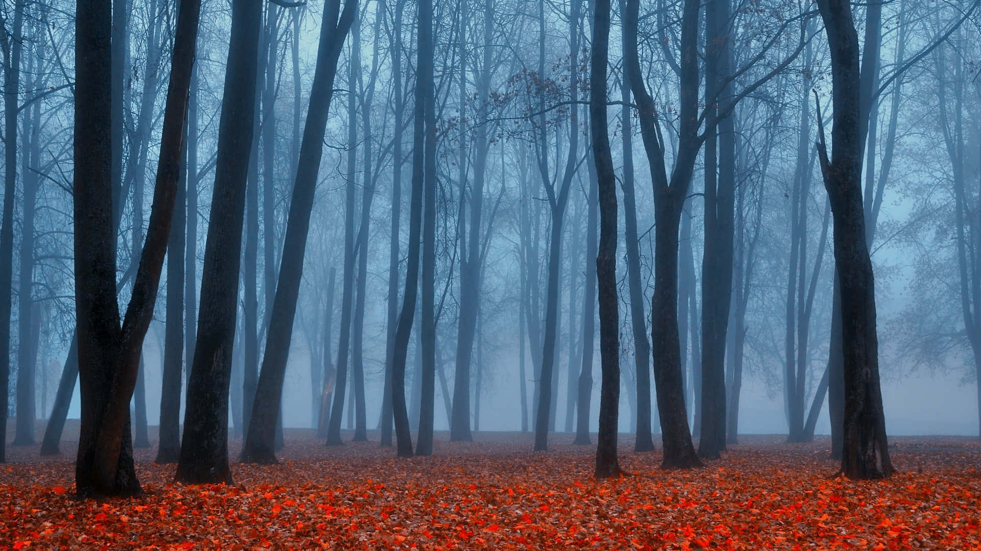 Misty Autumn Forest Glow