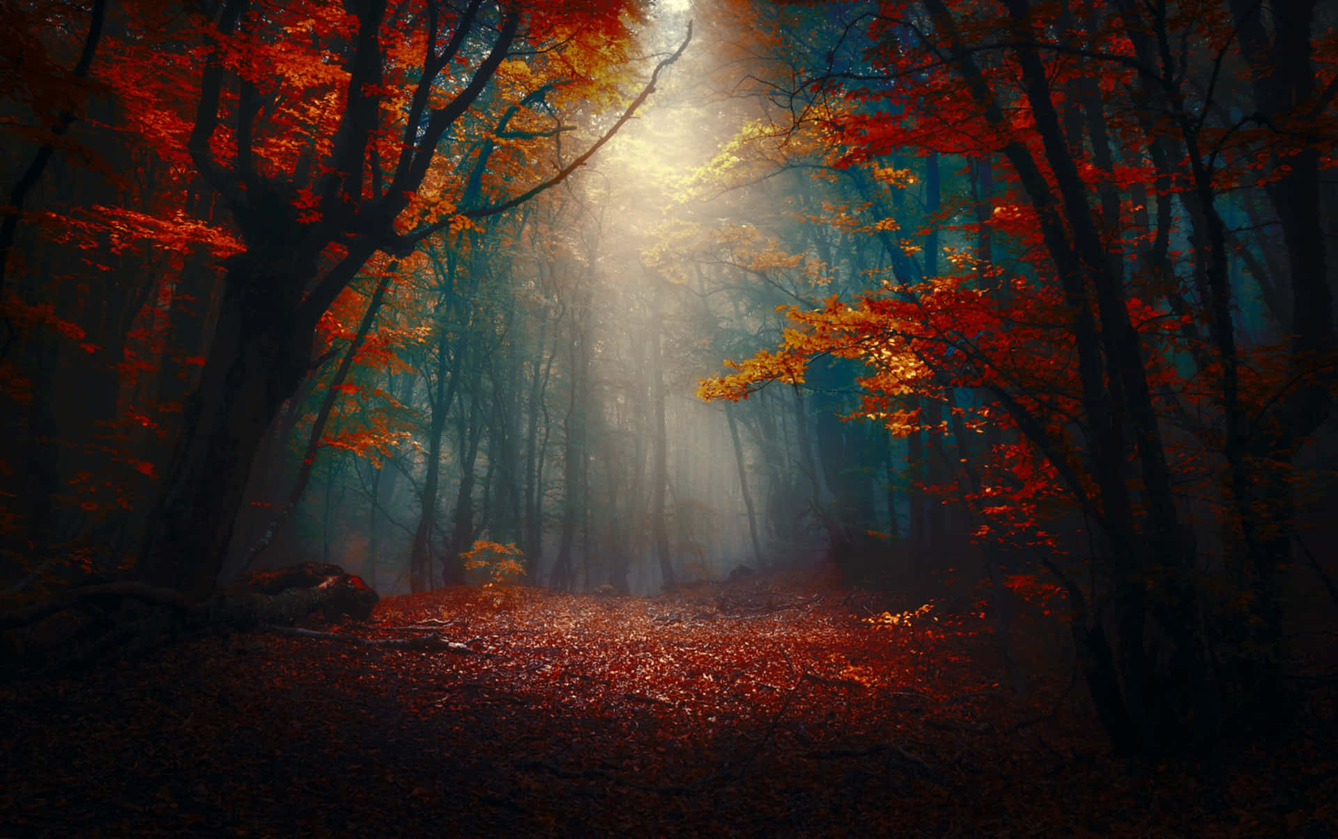 Mystical Autumn Forest Sunrays