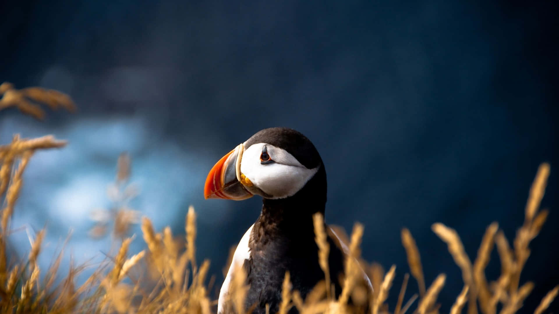 National Geographic Desktop Cute