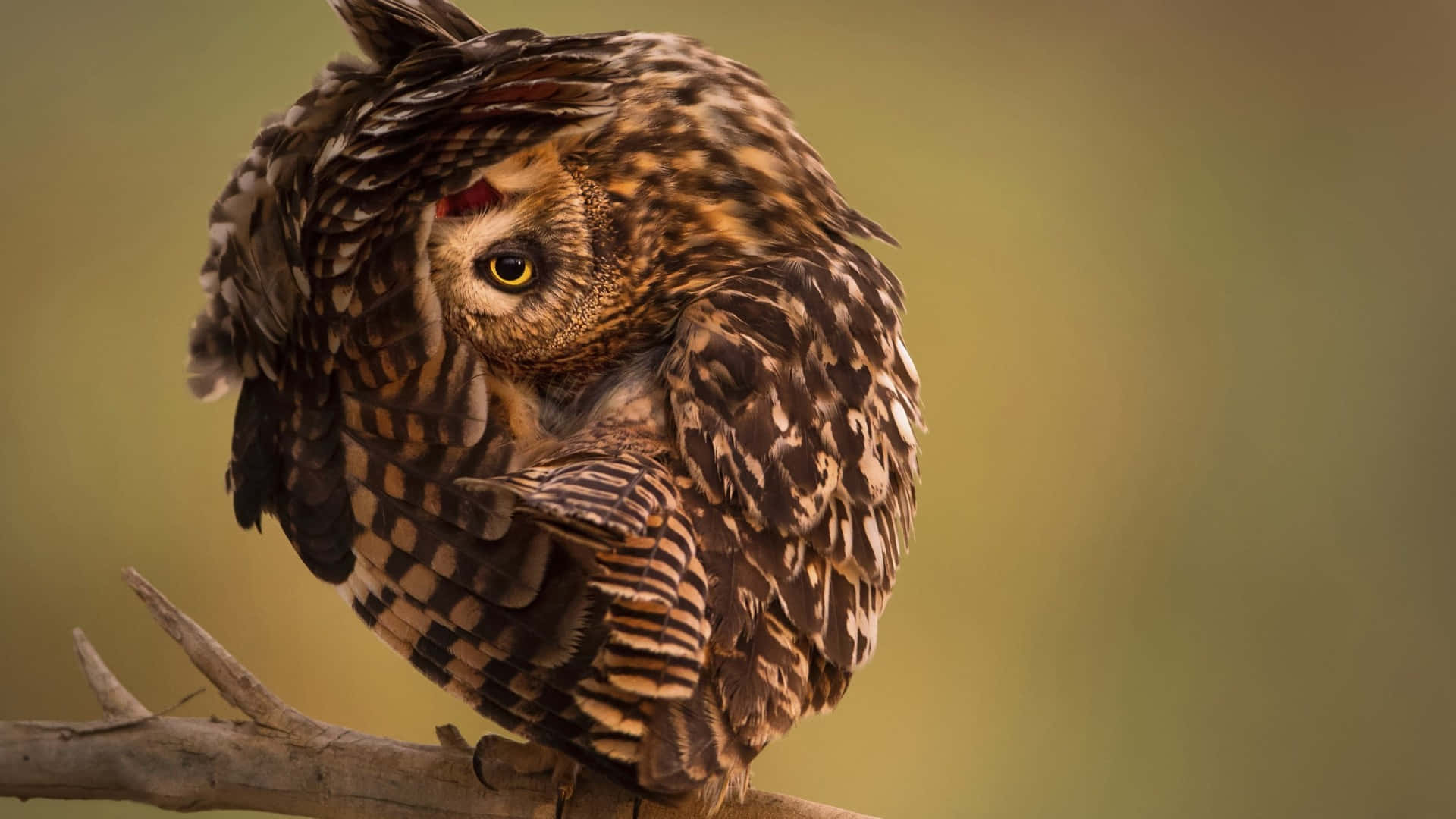 Owl As National Geographic Desktop