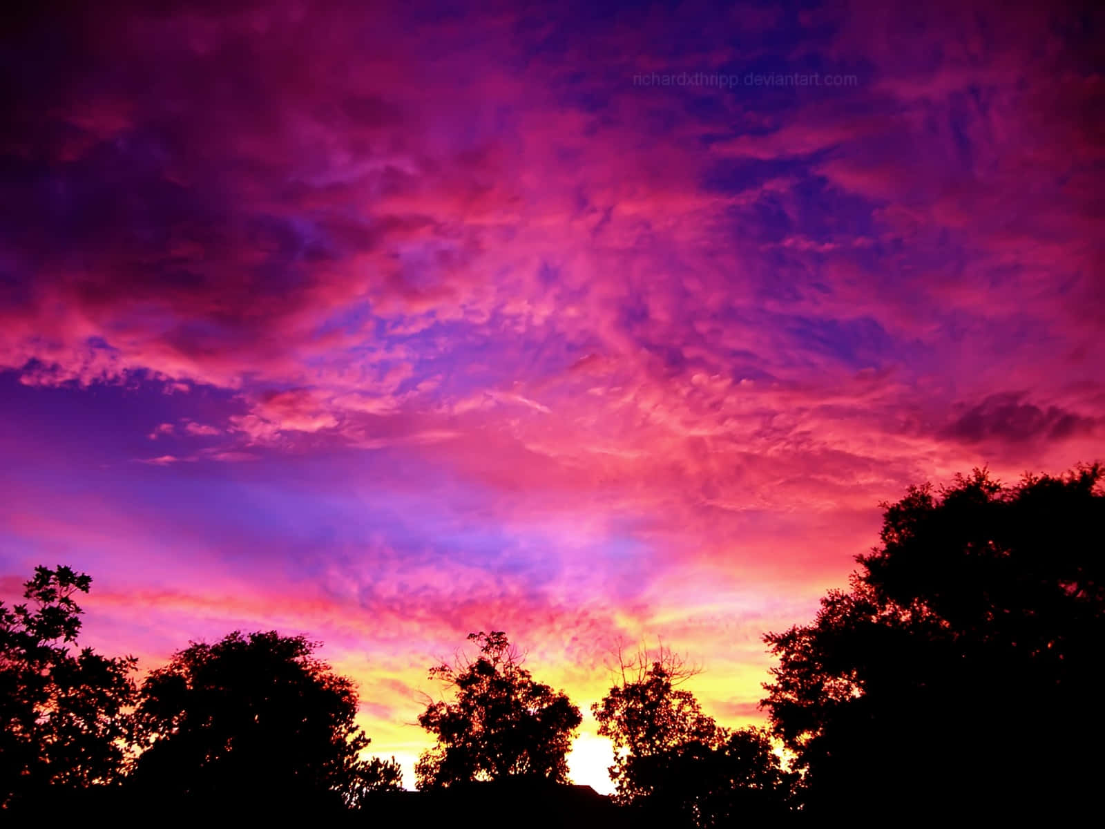 Pink Beach Sunset With Tree Silhouettes