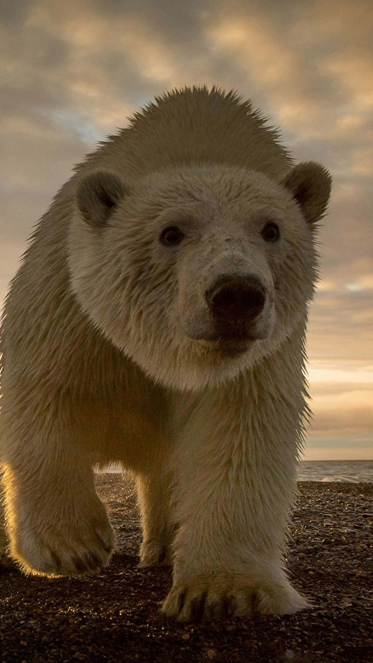 Polar Bear Staring Directlyi Phone Wallpaper