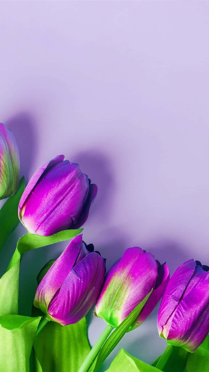 Purple Tulips Violet Backdrop