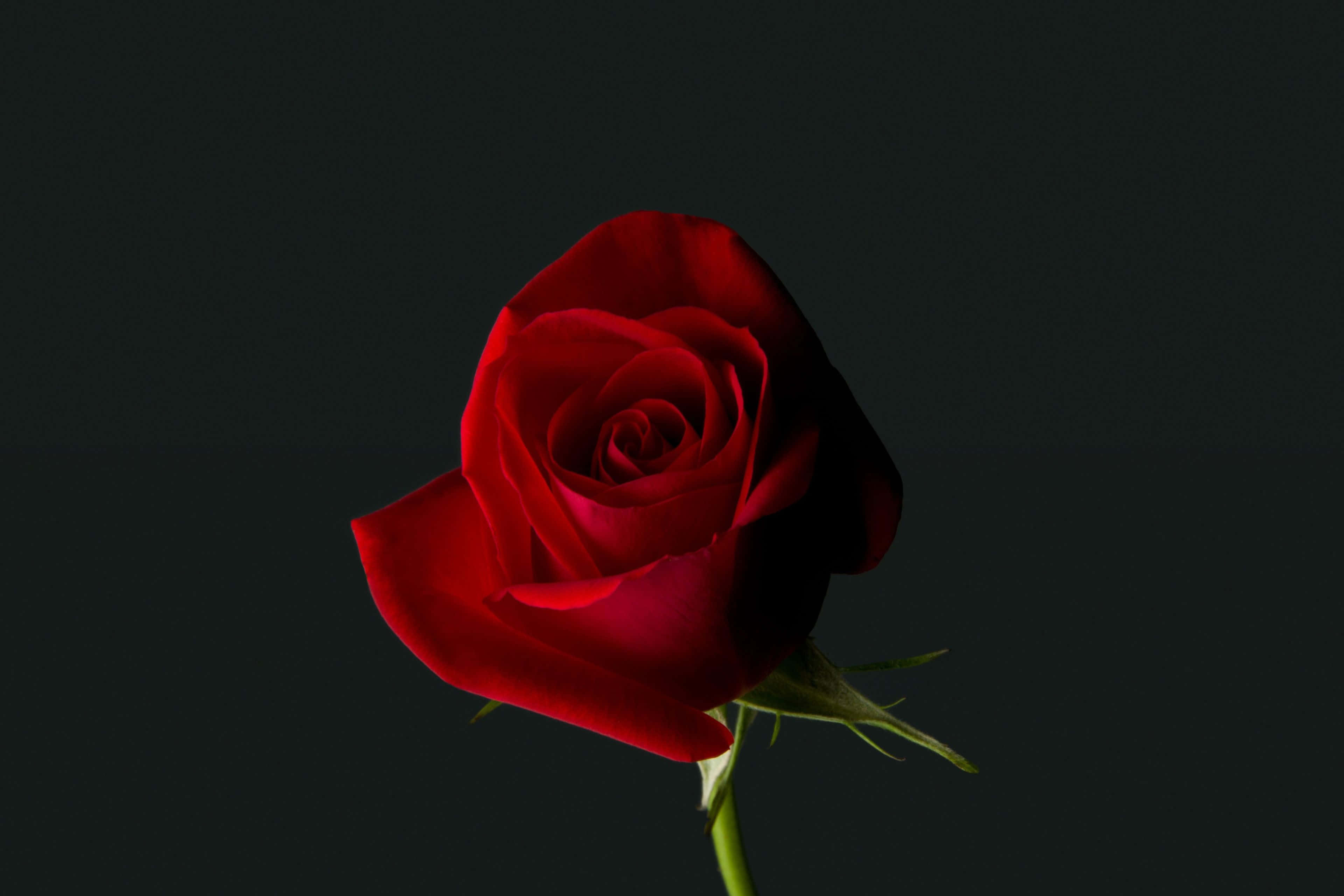 Roses Symbolizing Eternal Love And Passion On Valentines Day